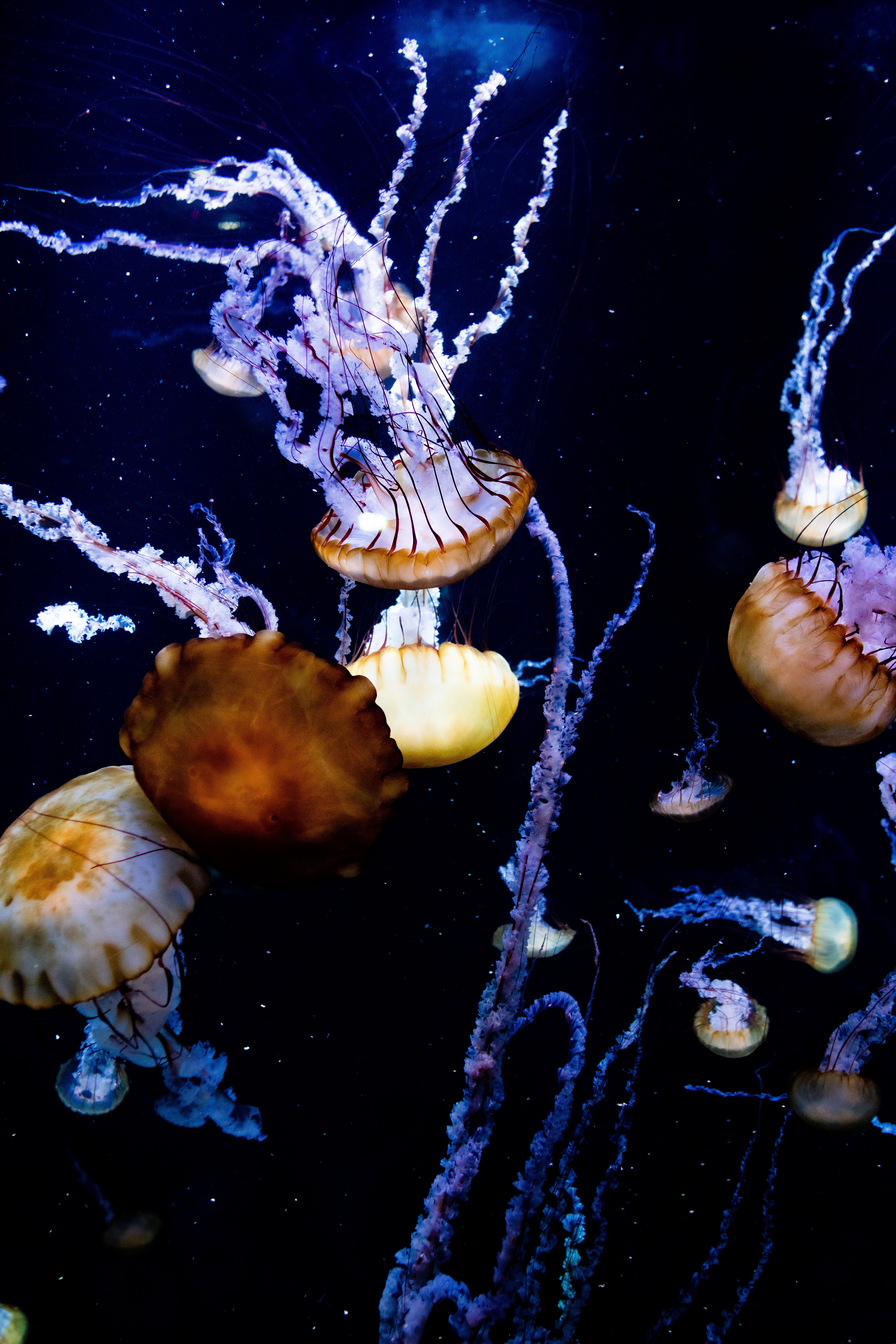 137103 Hintergrundbild herunterladen unterwasser, sea, tiere, jellyfish, tentakel, kreaturen, unter dem wasser, tentakeln - Bildschirmschoner und Bilder kostenlos