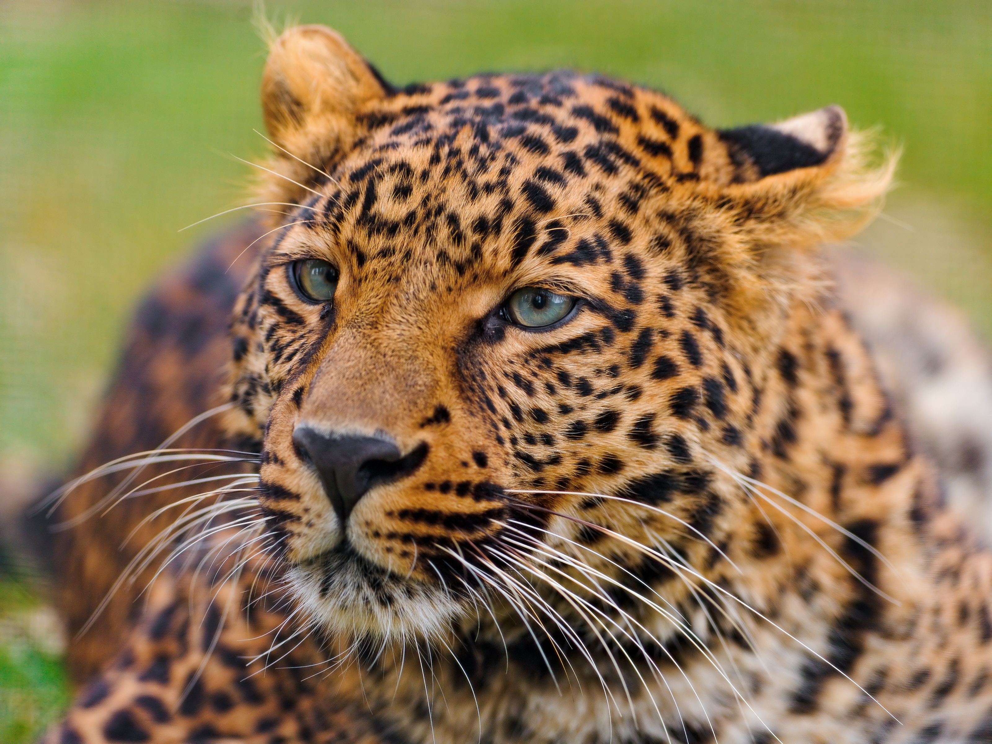 big cat, spotted, muzzle, animals Leopard HQ Background Images