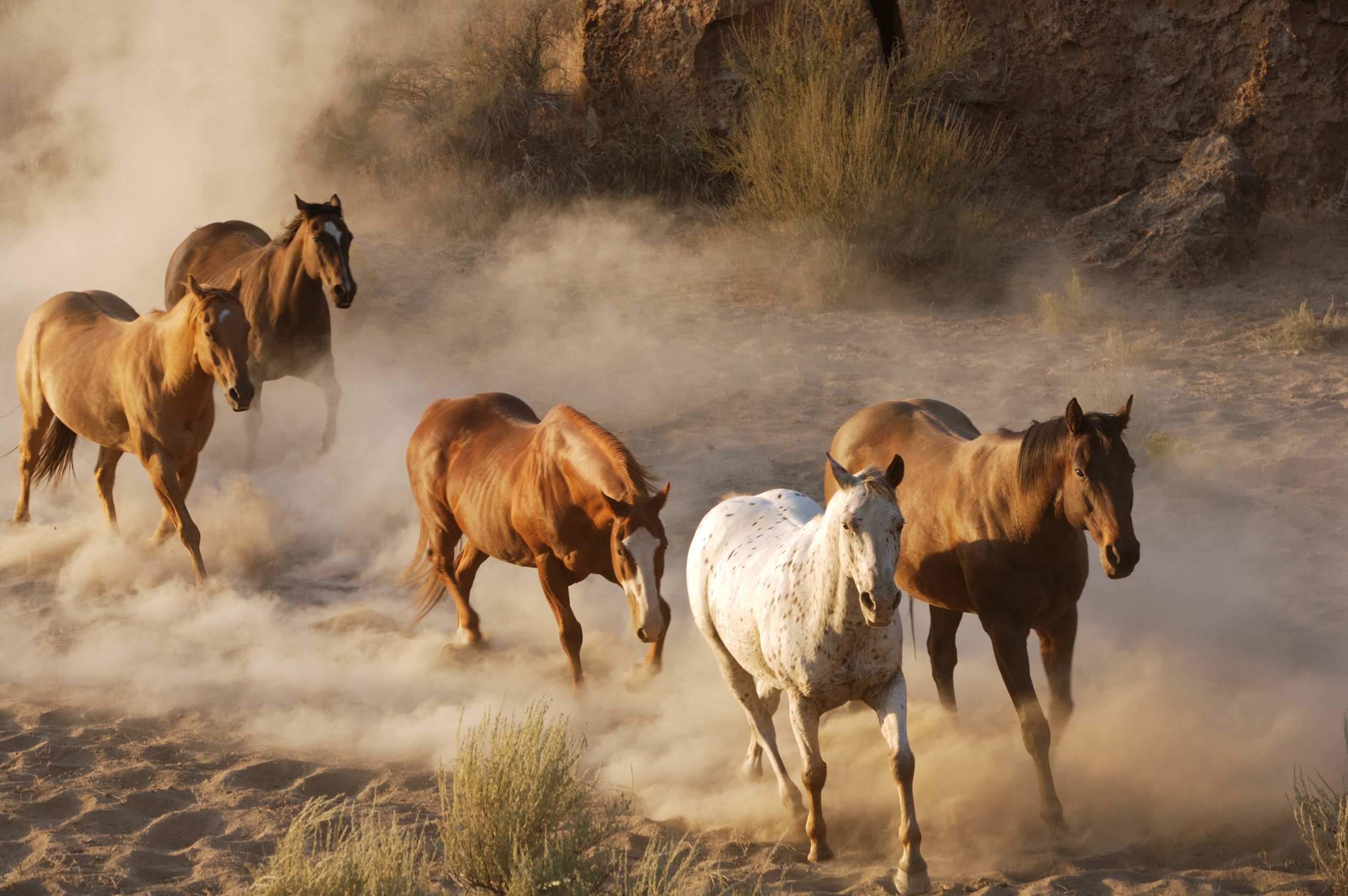 Laden Sie das Tiere, Pferde, Staub, Herde, Weglaufen, Ausführen-Bild kostenlos auf Ihren PC-Desktop herunter