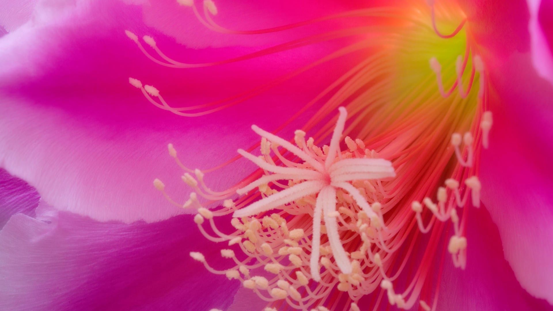 Laden Sie das Blume, Hintergrund, Pflanze, Makro, Blütenblätter-Bild kostenlos auf Ihren PC-Desktop herunter