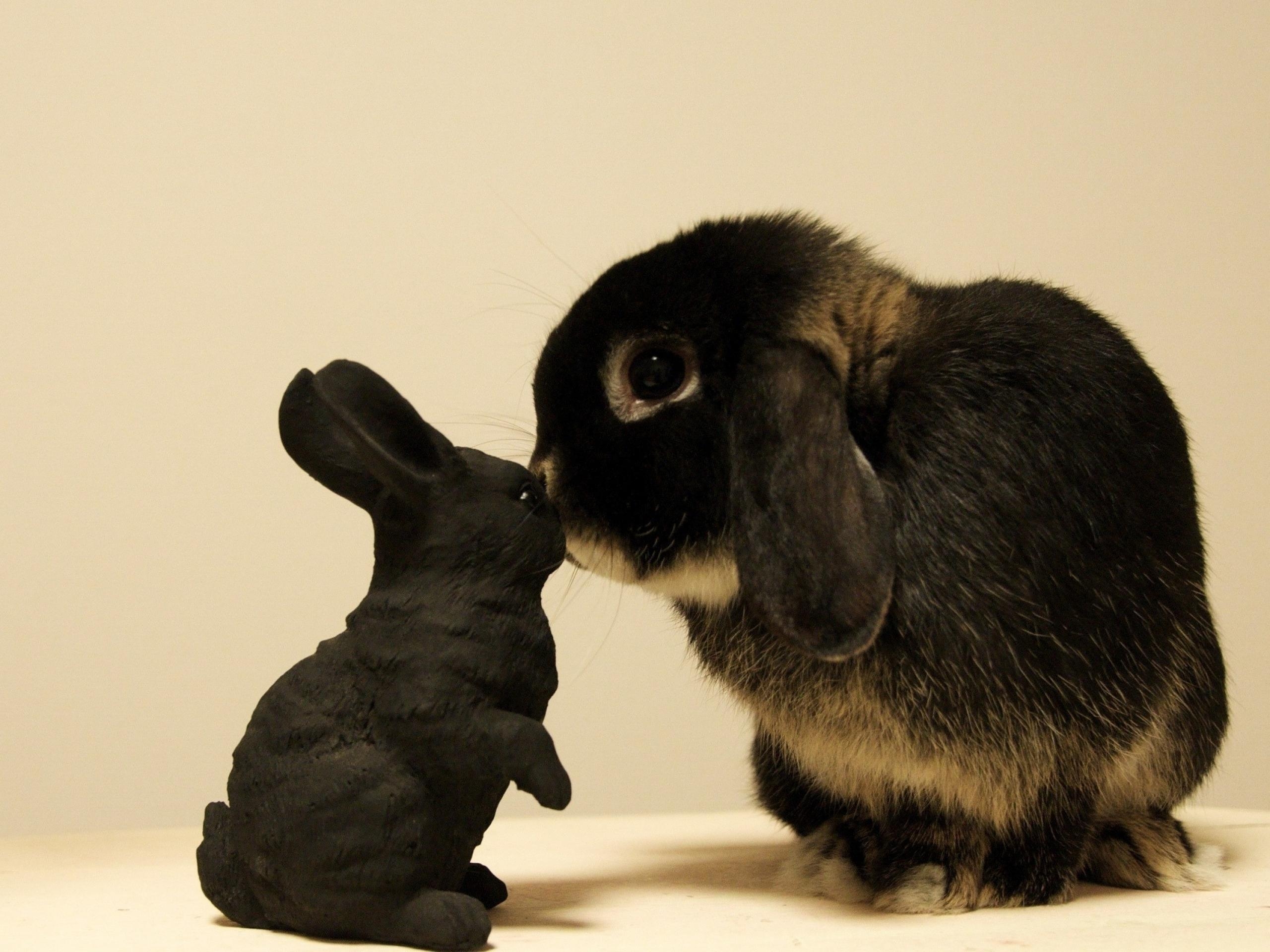 Mobile HD Wallpaper Rabbit curiosity, toy, animals