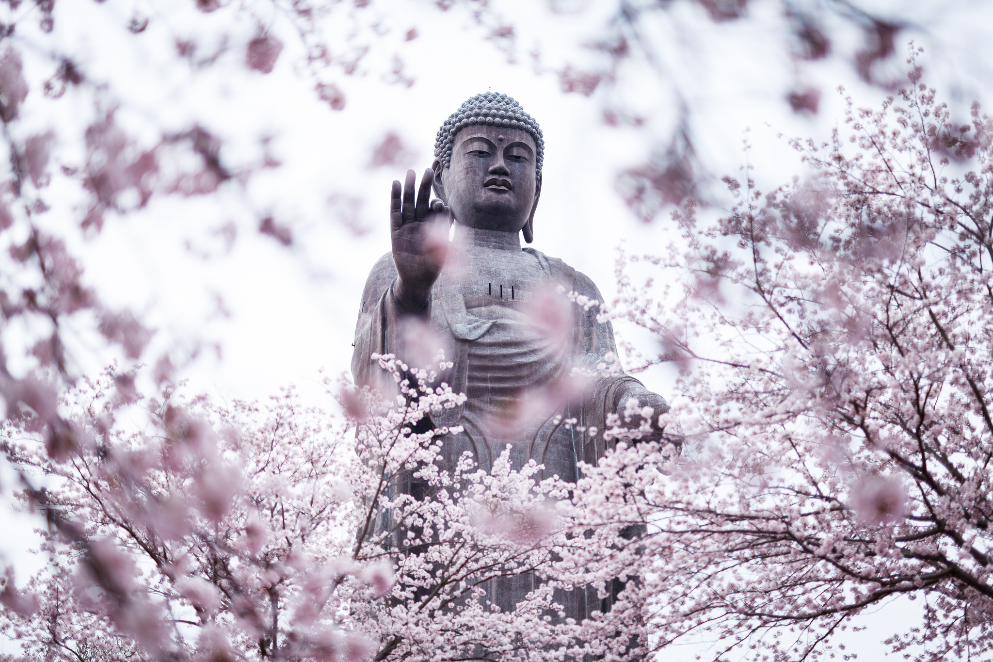 buddha, spring, religious, blossom, statue