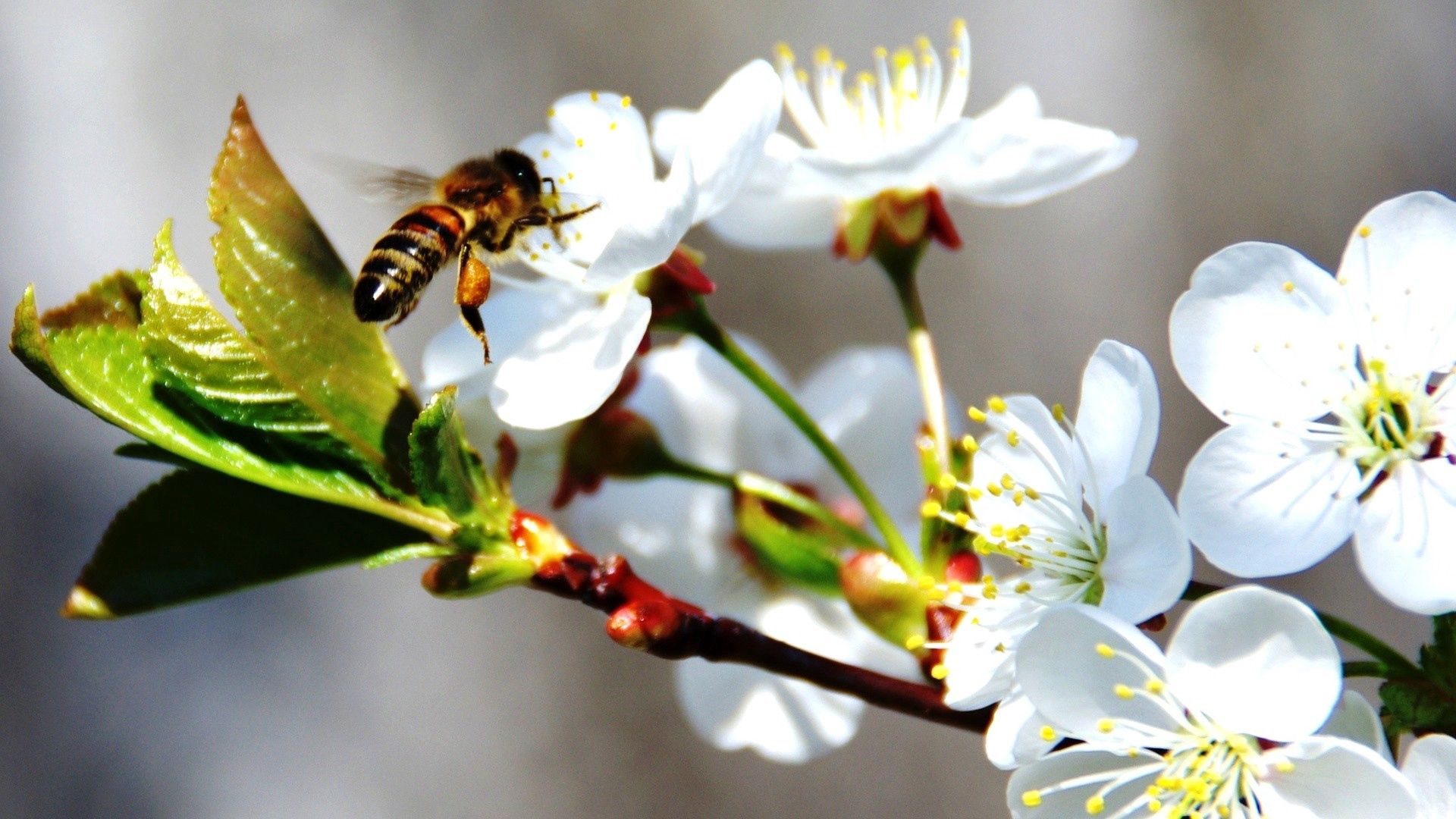 108062 Заставки і шпалери Цвітіння на телефон. Завантажити макрос, бджола, весна, вишня картинки безкоштовно