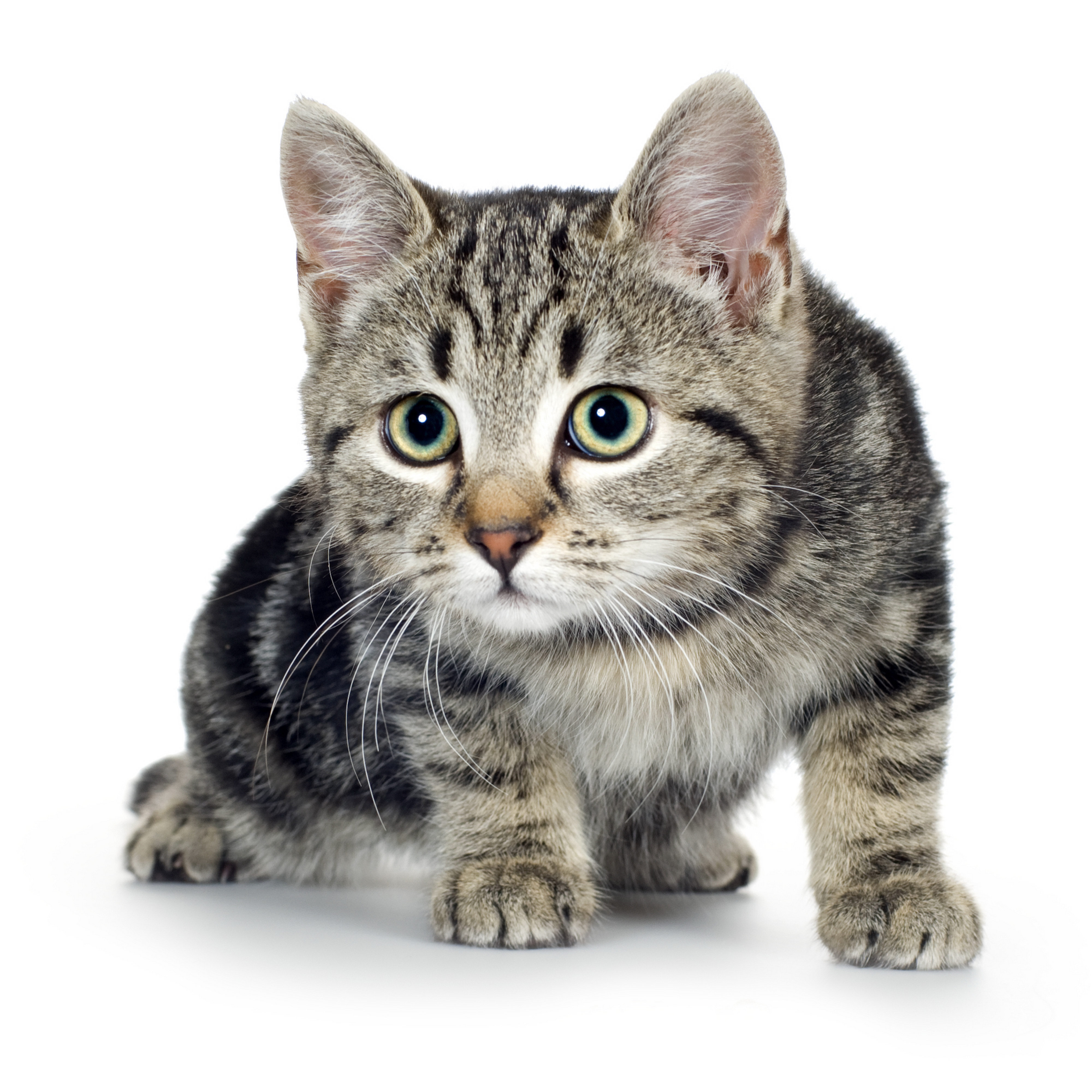 22763 descargar fondo de pantalla gatos, animales: protectores de pantalla e imágenes gratis
