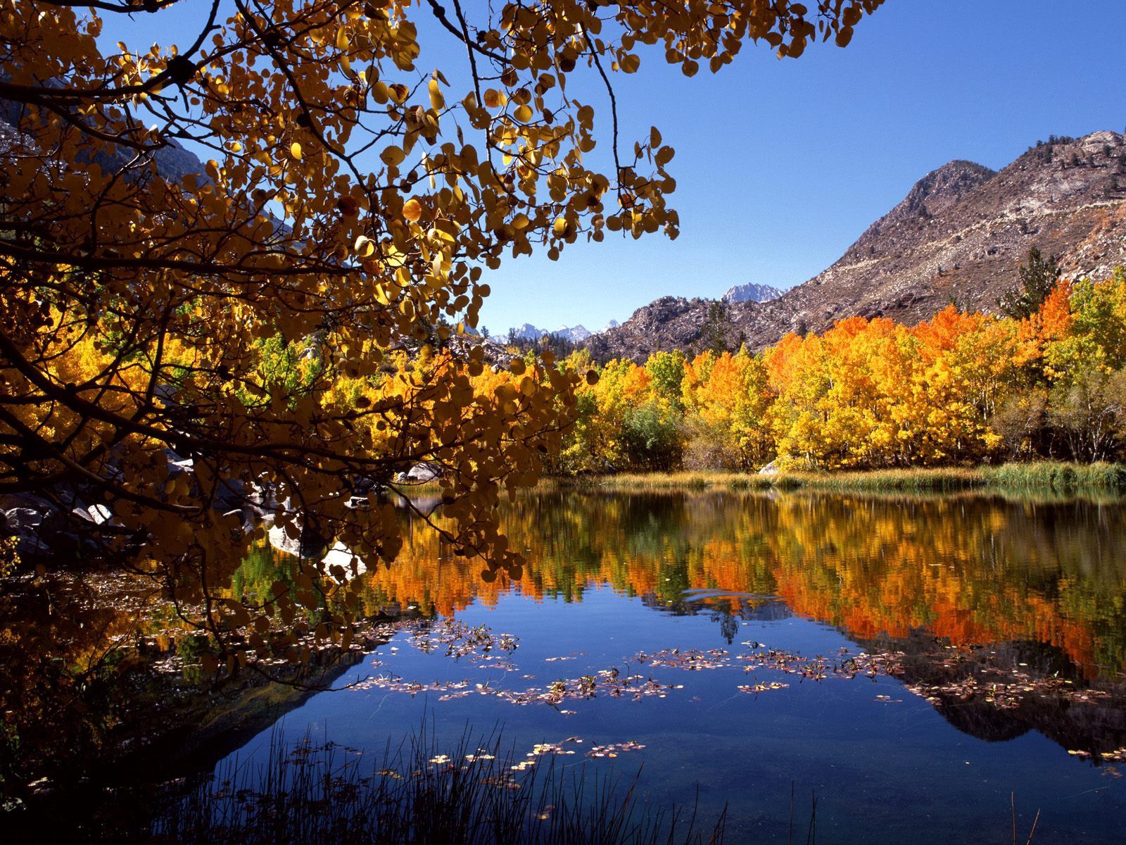 お使いの携帯電話の157171スクリーンセーバーと壁紙川。 葉, 木, 自然, 秋の写真を無料でダウンロード
