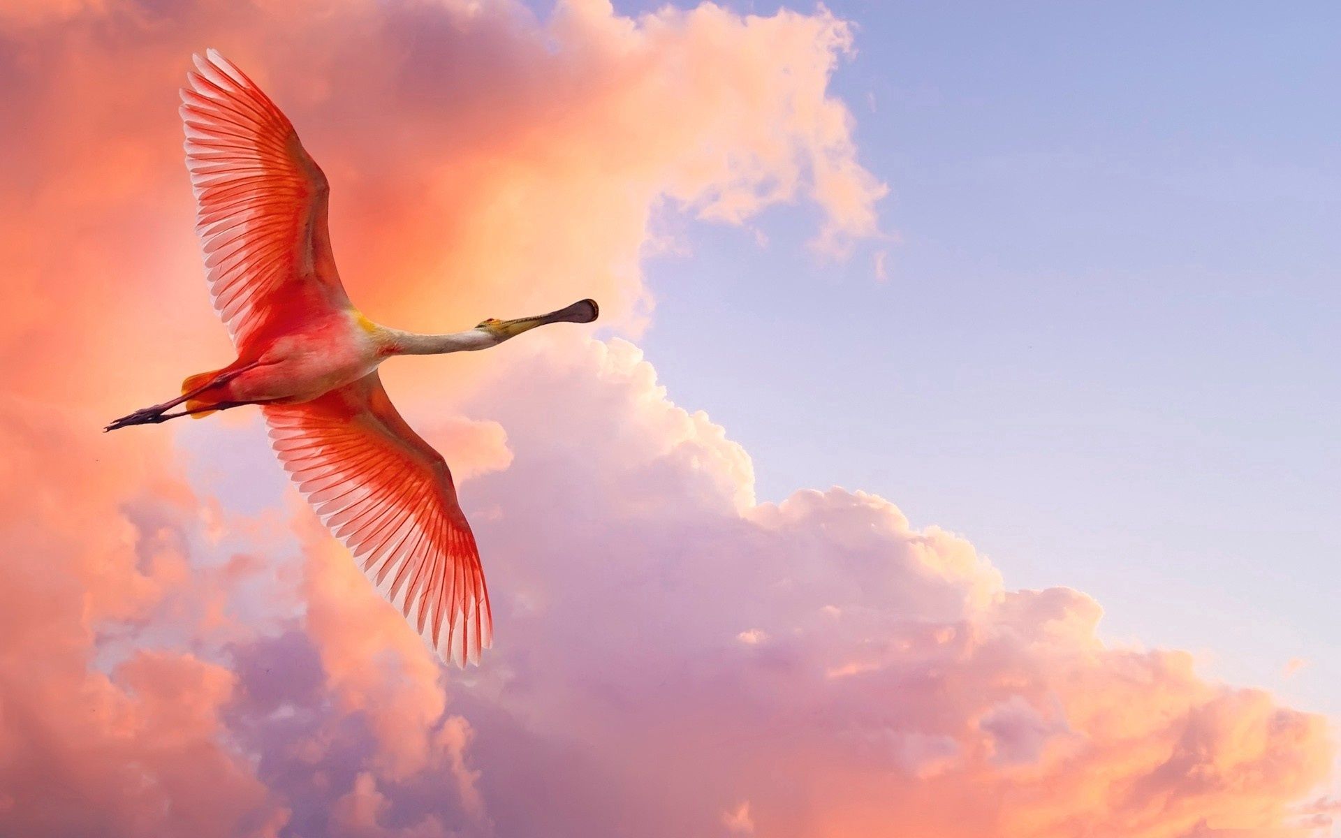 Handy-Wallpaper Tiere, Sky, Clouds, Flamingo, Vogel, Flug kostenlos herunterladen.