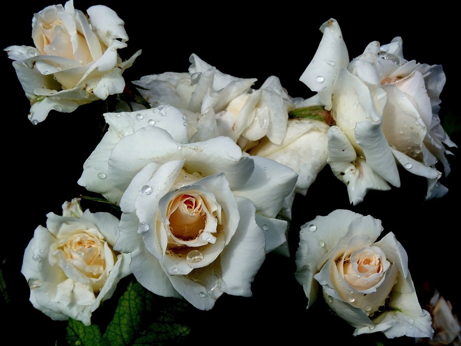 Handy-Wallpaper Blumen, Drops, Rose kostenlos herunterladen.