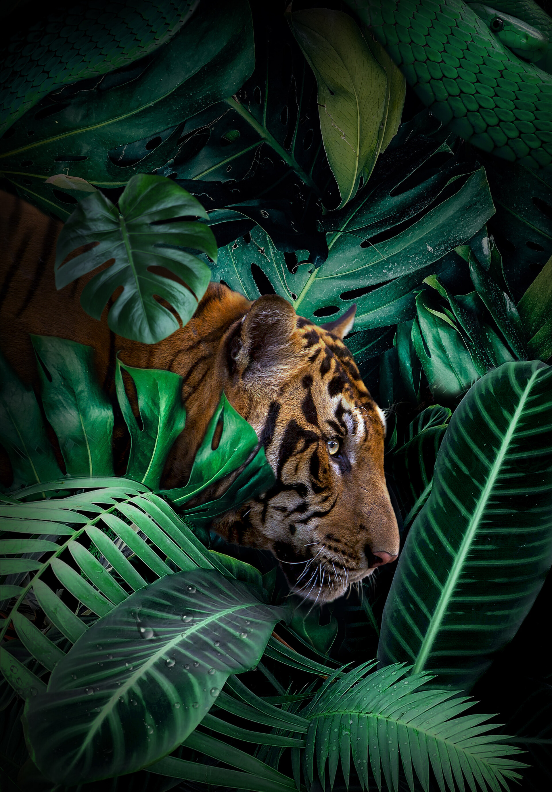 vertical wallpaper animals, tiger, jungle, big cat, predator, wildlife