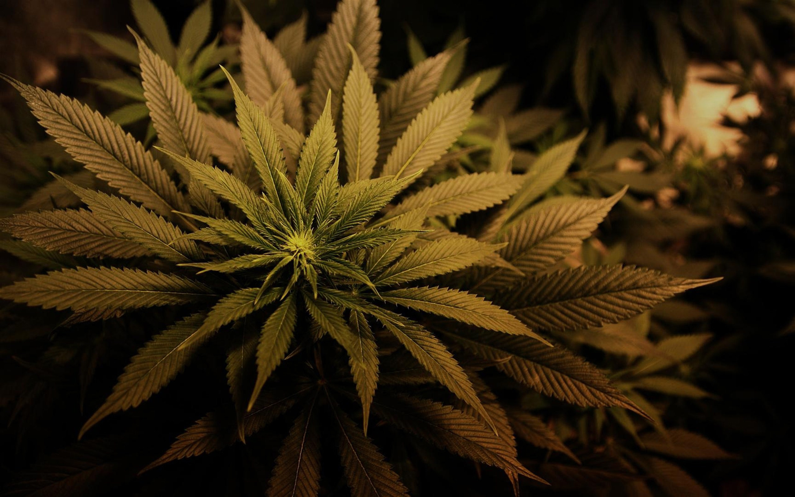 Картинка конопли в hd какая земля подходит для выращивания марихуаны
