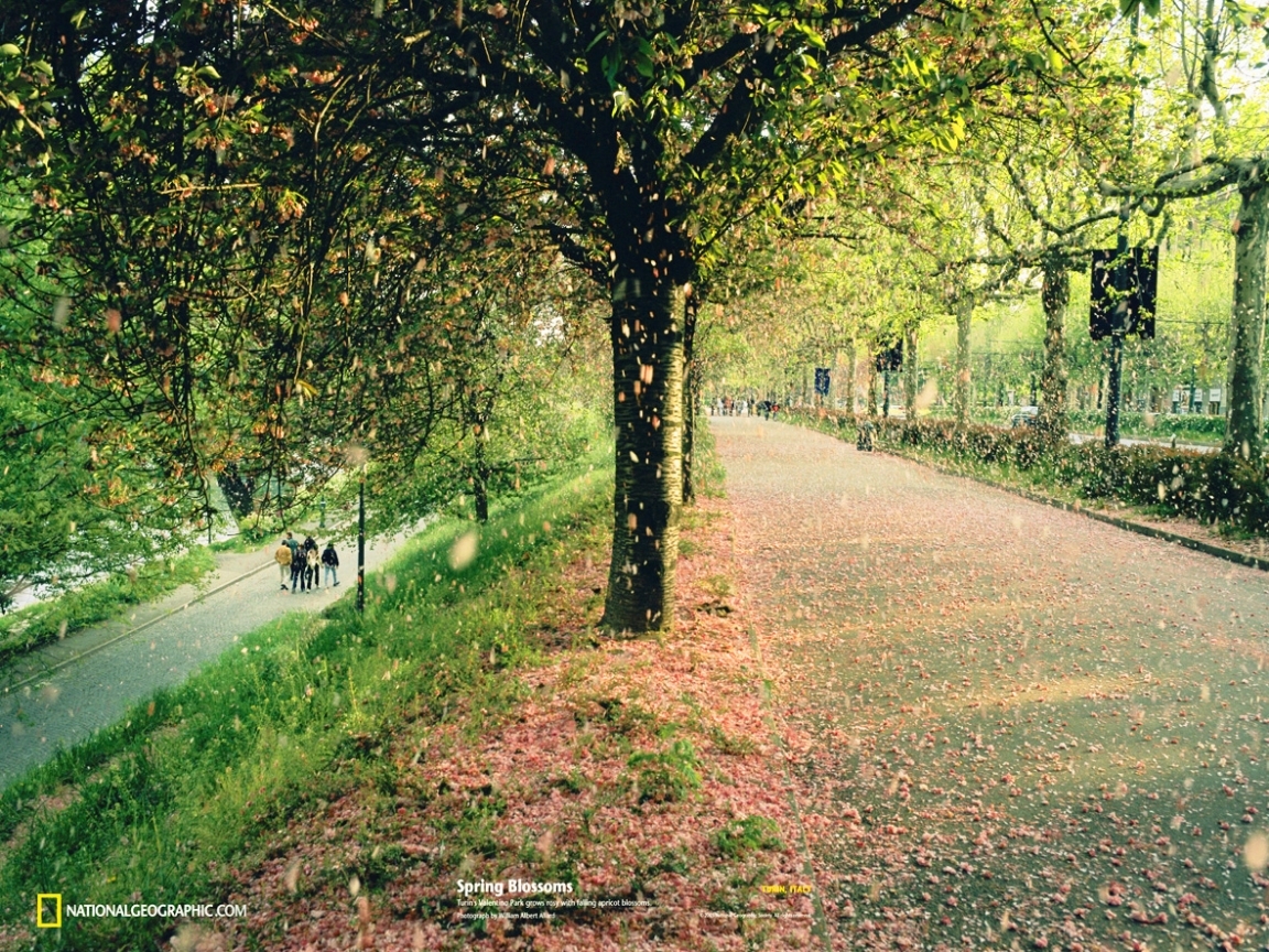 iPhone Wallpapers landscape, trees Streets