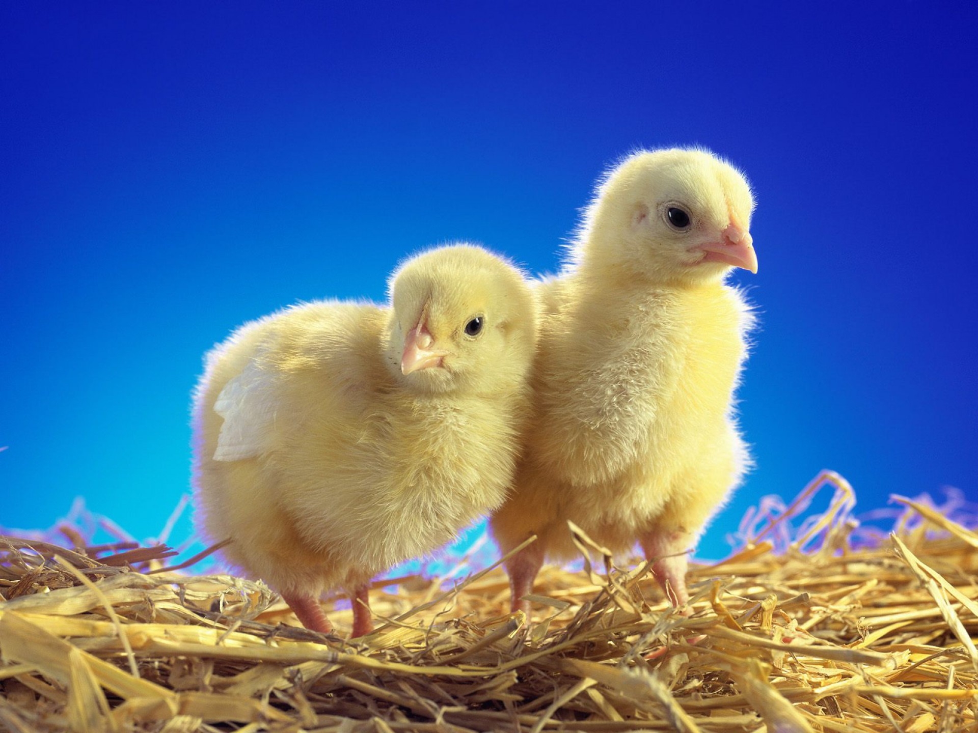 108027 Screensavers and Wallpapers Chicks for phone. Download animals, chicks, couple, pair, care pictures for free