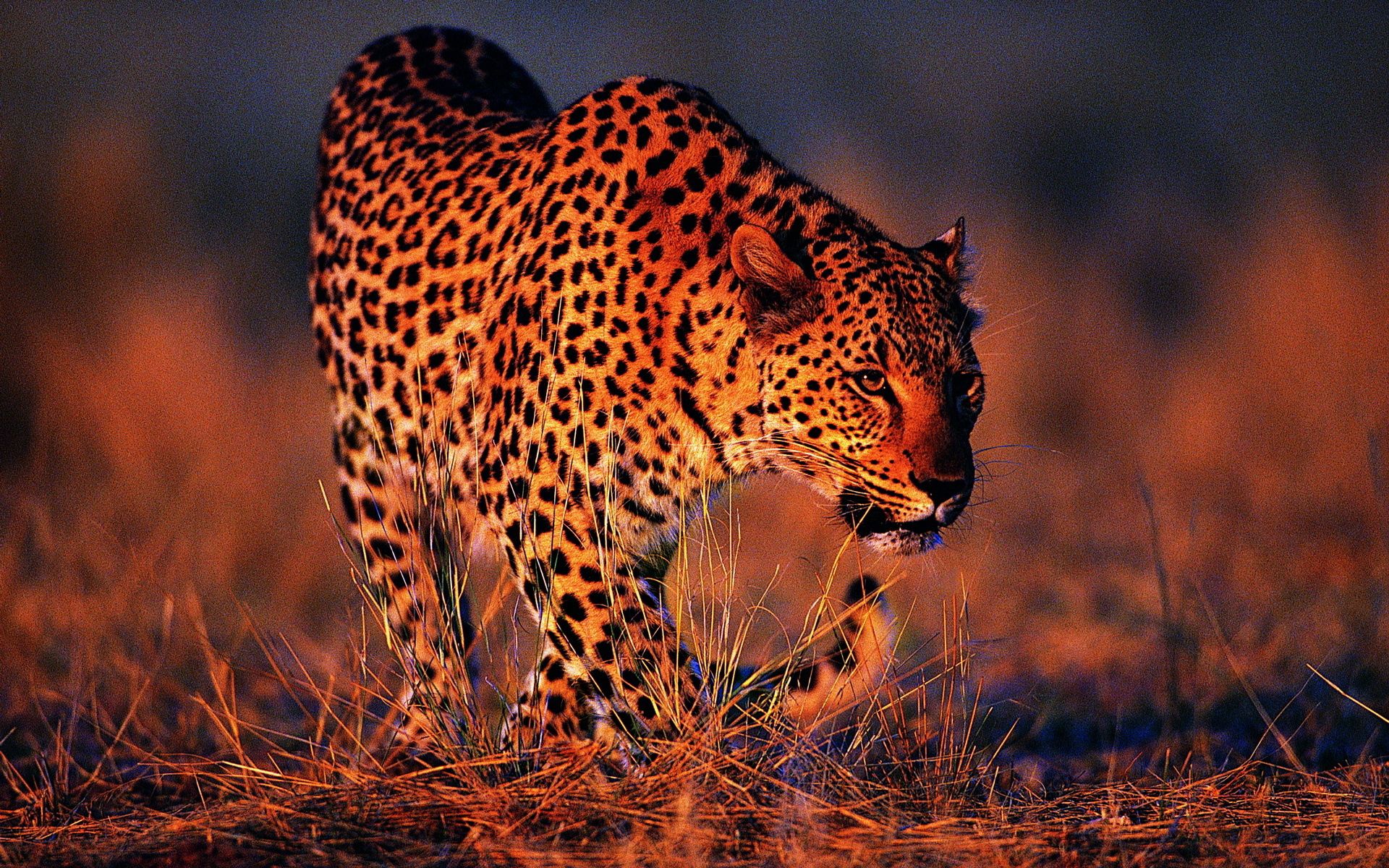 Handy-Wallpaper Tiere, Leopard, Große Katze, Big Cat, Orangefarbener Hintergrund, Orange Hintergrund kostenlos herunterladen.