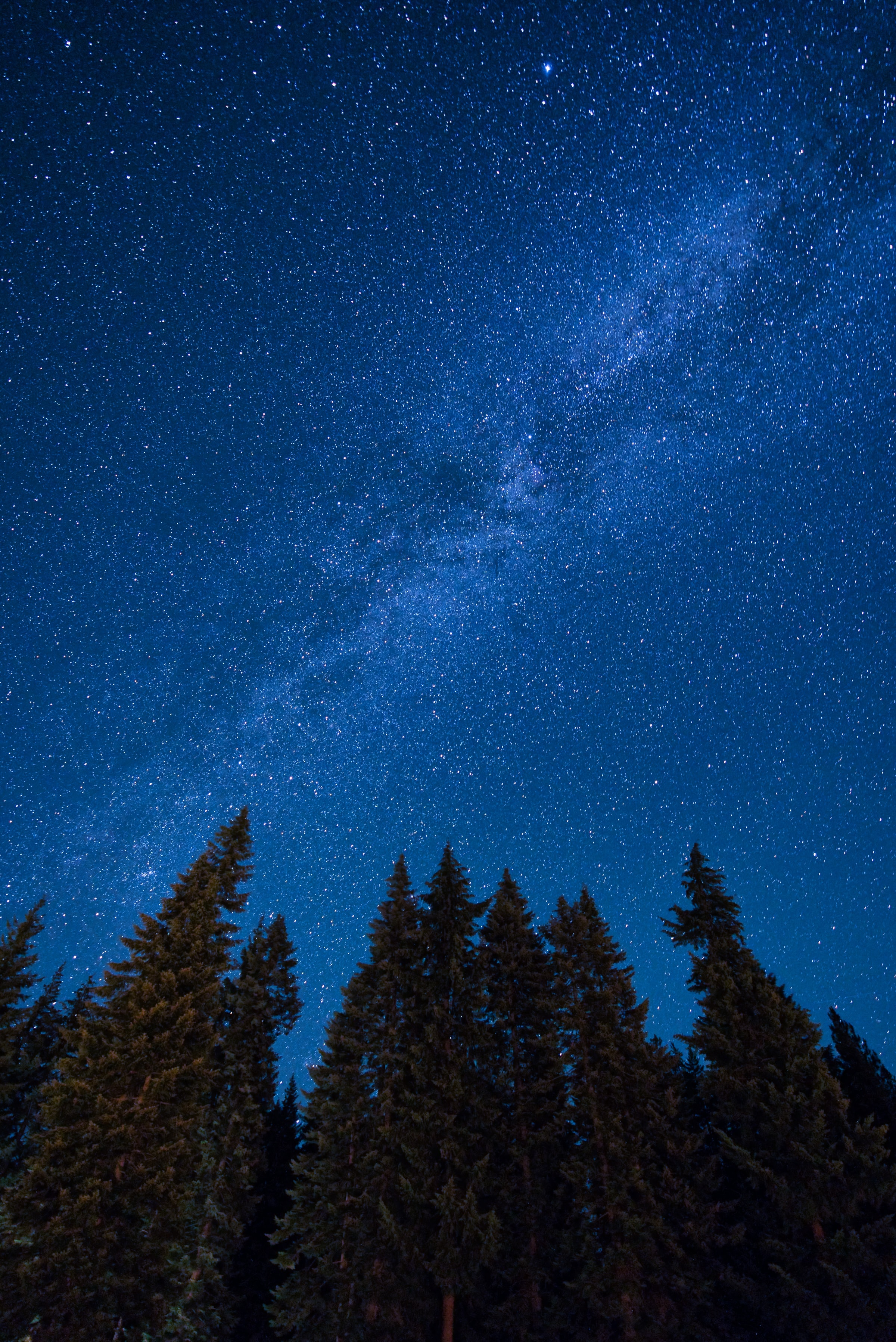 dark, stars, night, starry sky, spruce, fir, nebula Full HD