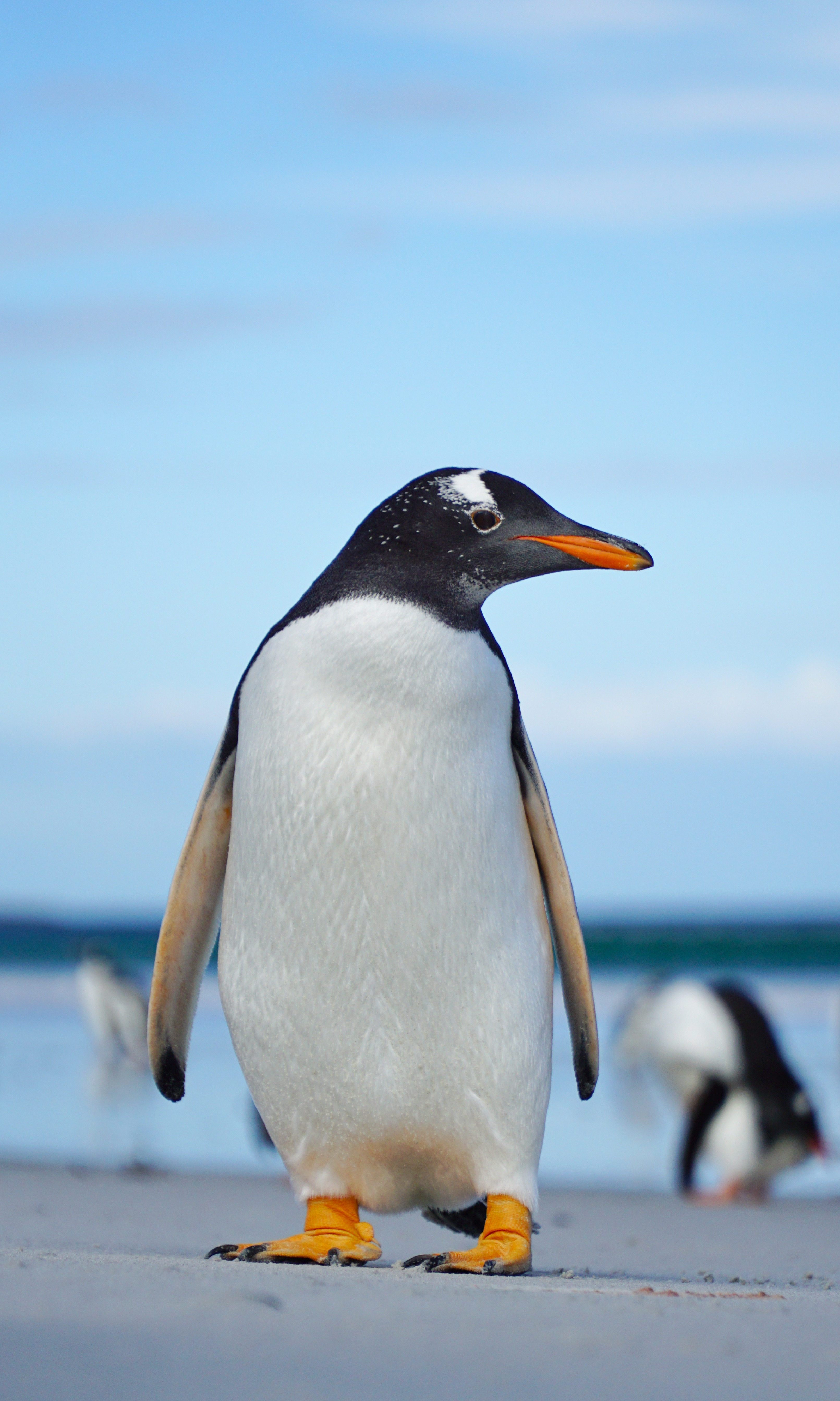 99301 Bildschirmschoner und Hintergrundbilder Pinguin auf Ihrem Telefon. Laden Sie tiere, vogel, wilde natur, wildlife, pinguin, eselspinguin, papua-pinguin Bilder kostenlos herunter