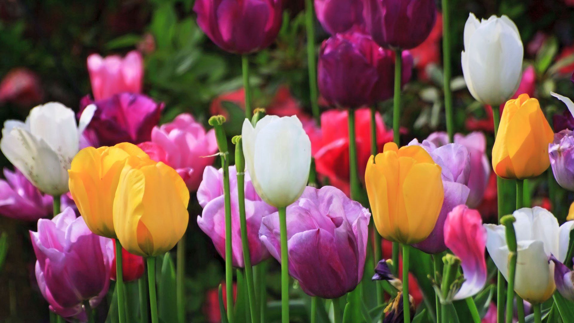 109814 Salvapantallas y fondos de pantalla Tulipanes en tu teléfono. Descarga imágenes de tulipanes, flores, planta, macro, multicolor, abigarrado, campo gratis