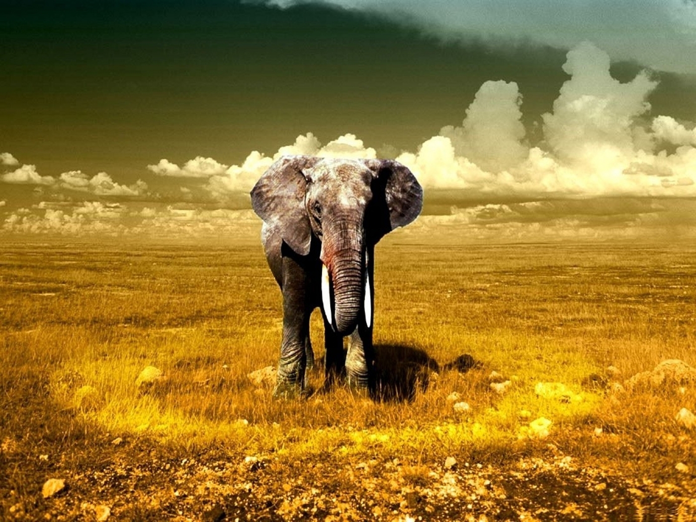 26584 Bild herunterladen tiere, elephants, gelb - Hintergrundbilder und Bildschirmschoner kostenlos