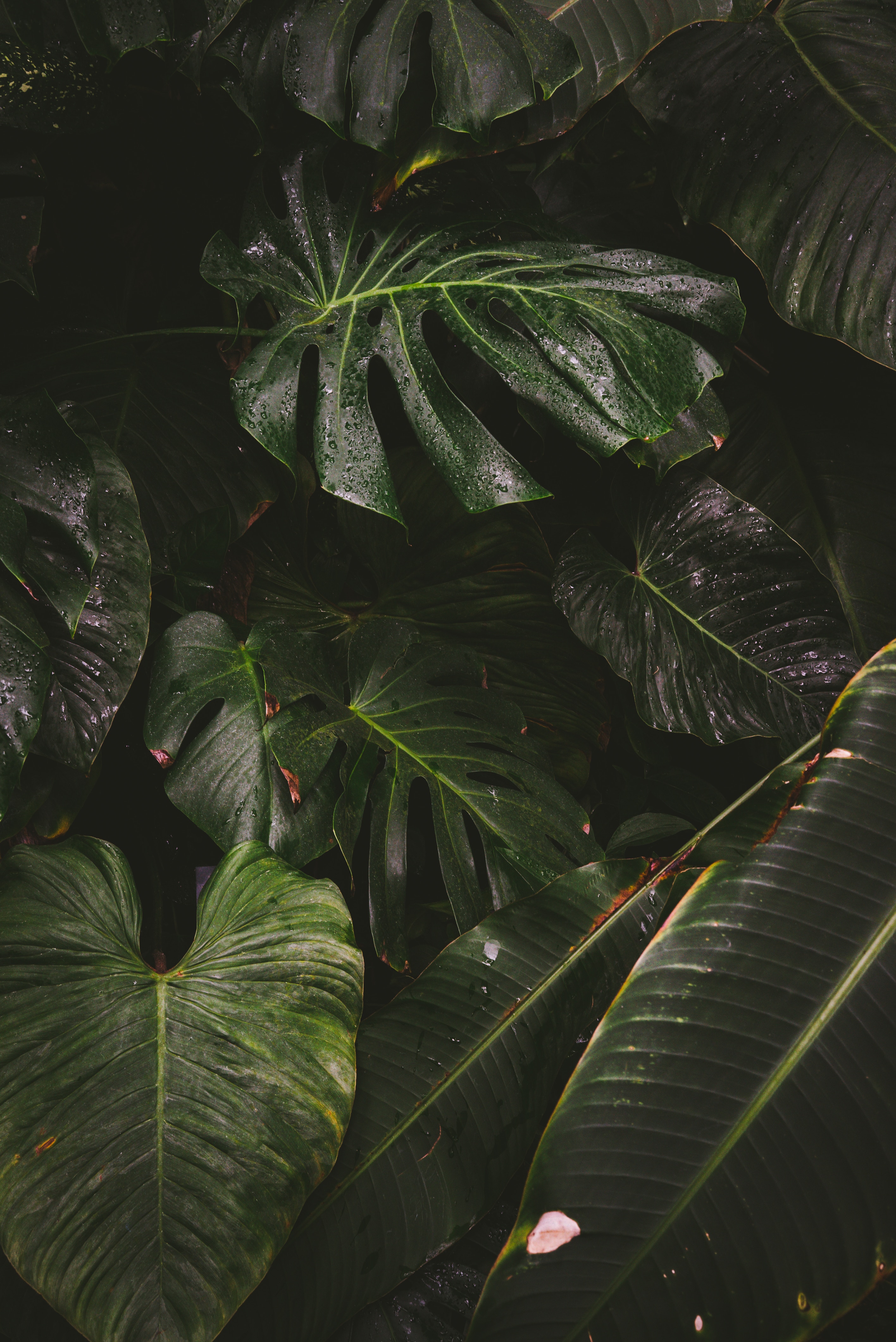plant, nature, leaves, drops, monstera, liana wallpapers for tablet