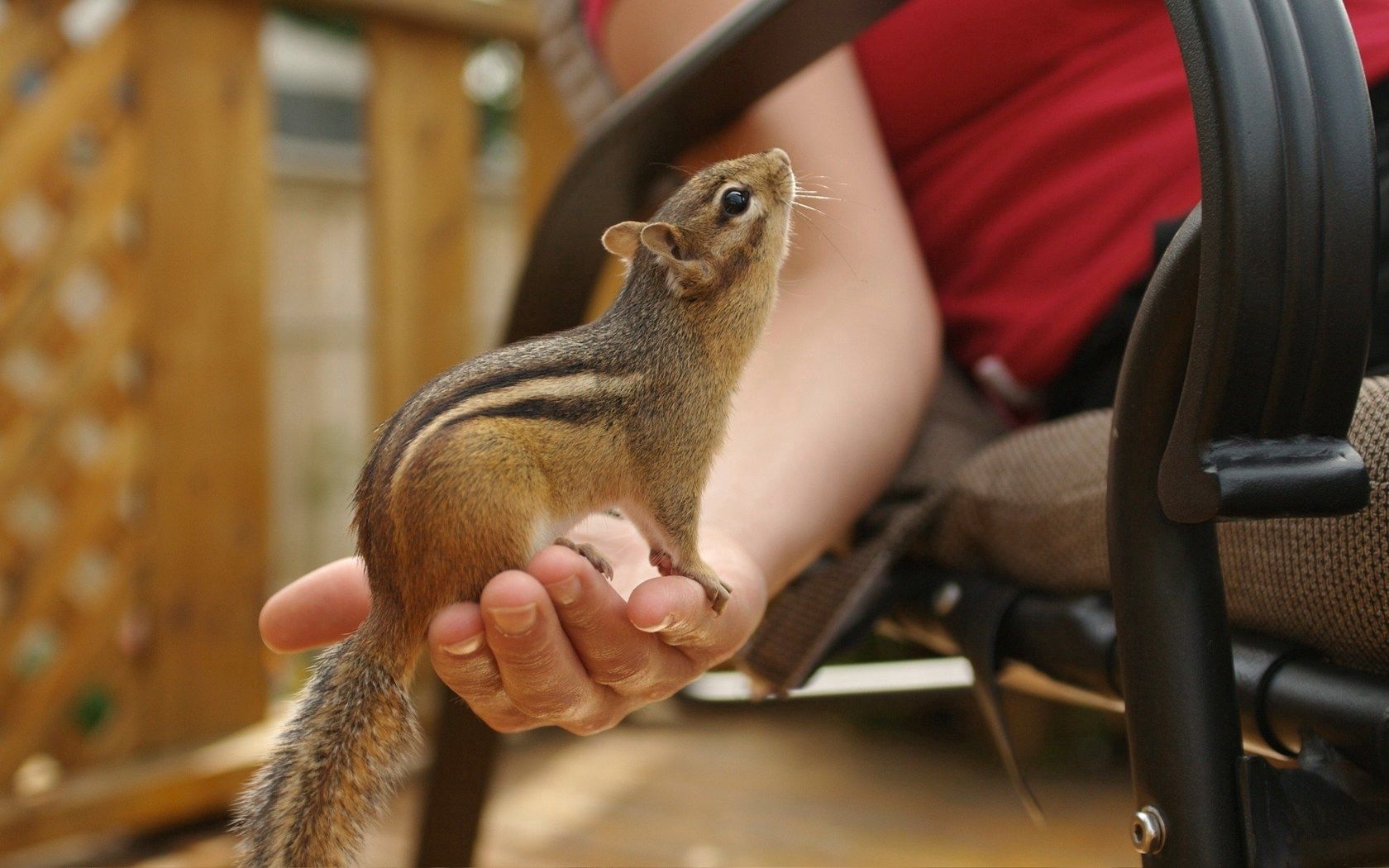 Images & Pictures chipmunk, sit, animals, tail Palm