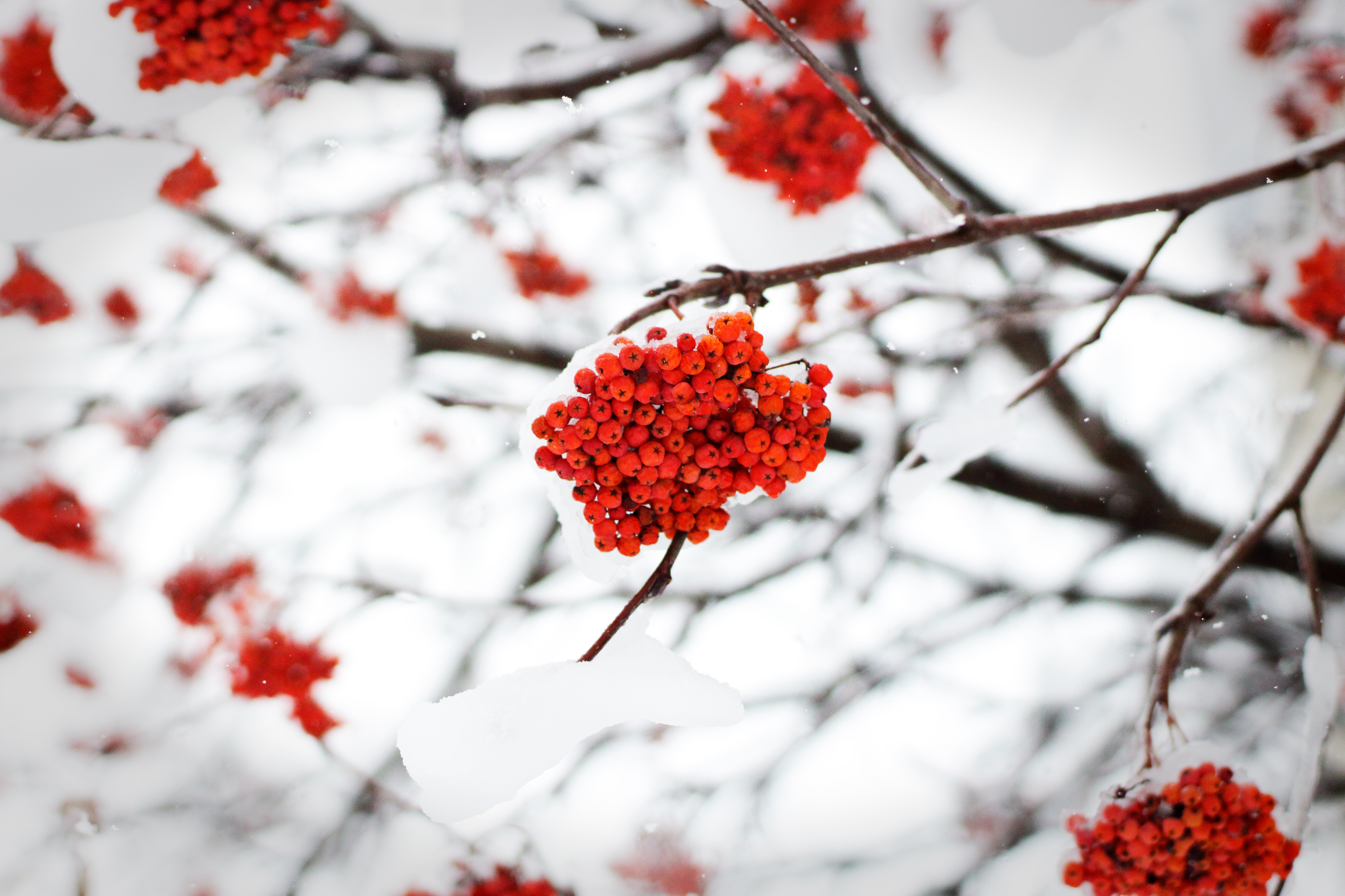 nature, winter, snow, rowan Berries Tablet Wallpapers