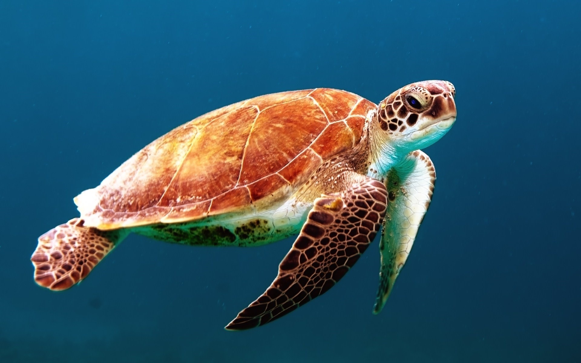 animal, sea turtle, turtles HD wallpaper