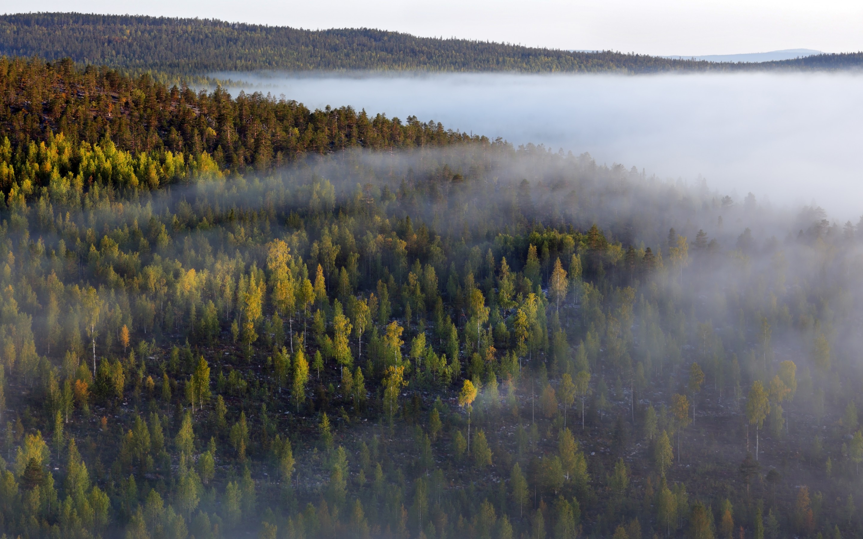 Handy-Wallpaper Natur, Bäume, Wald, Nebel kostenlos herunterladen.