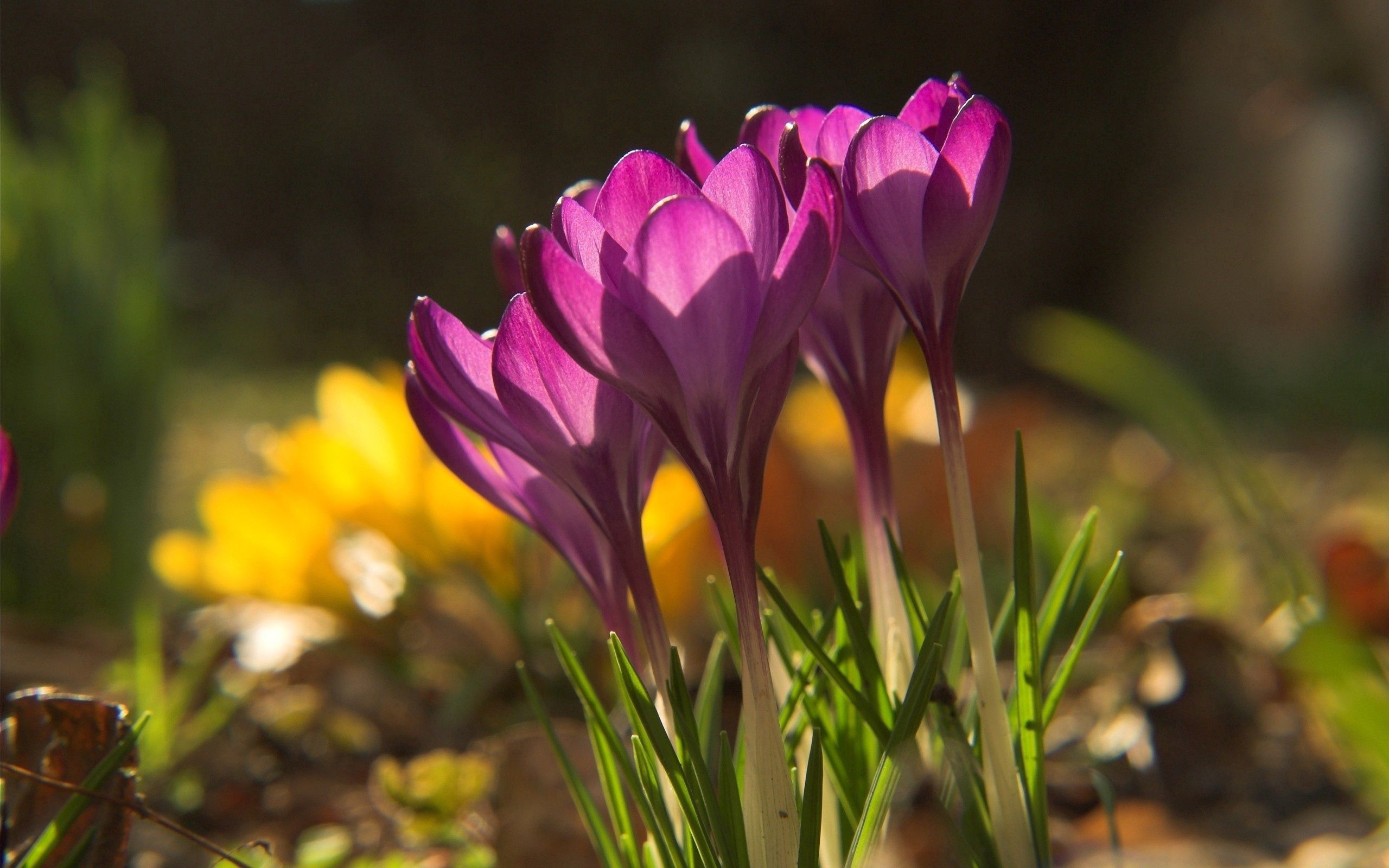 Laden Sie das Grass, Schneeglöckchen, Makro, Scheinen, Licht, Blütenblätter, Schatten, Frühling-Bild kostenlos auf Ihren PC-Desktop herunter