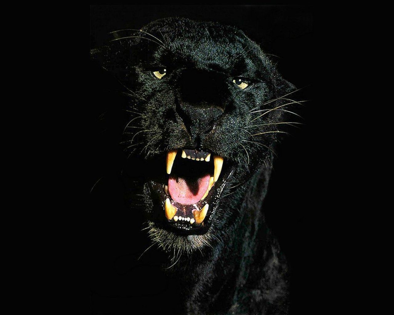 animals, black, panthers HD wallpaper