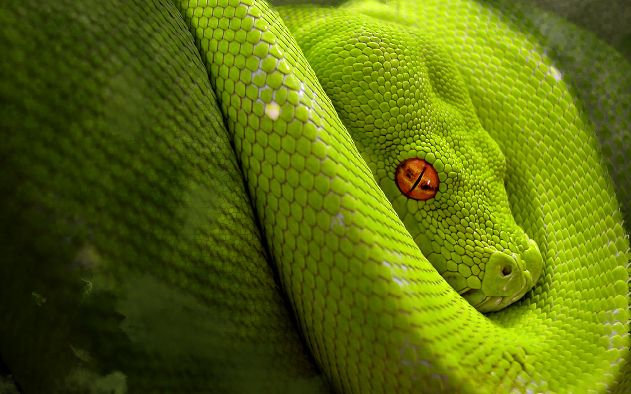 snake, animal HD wallpaper