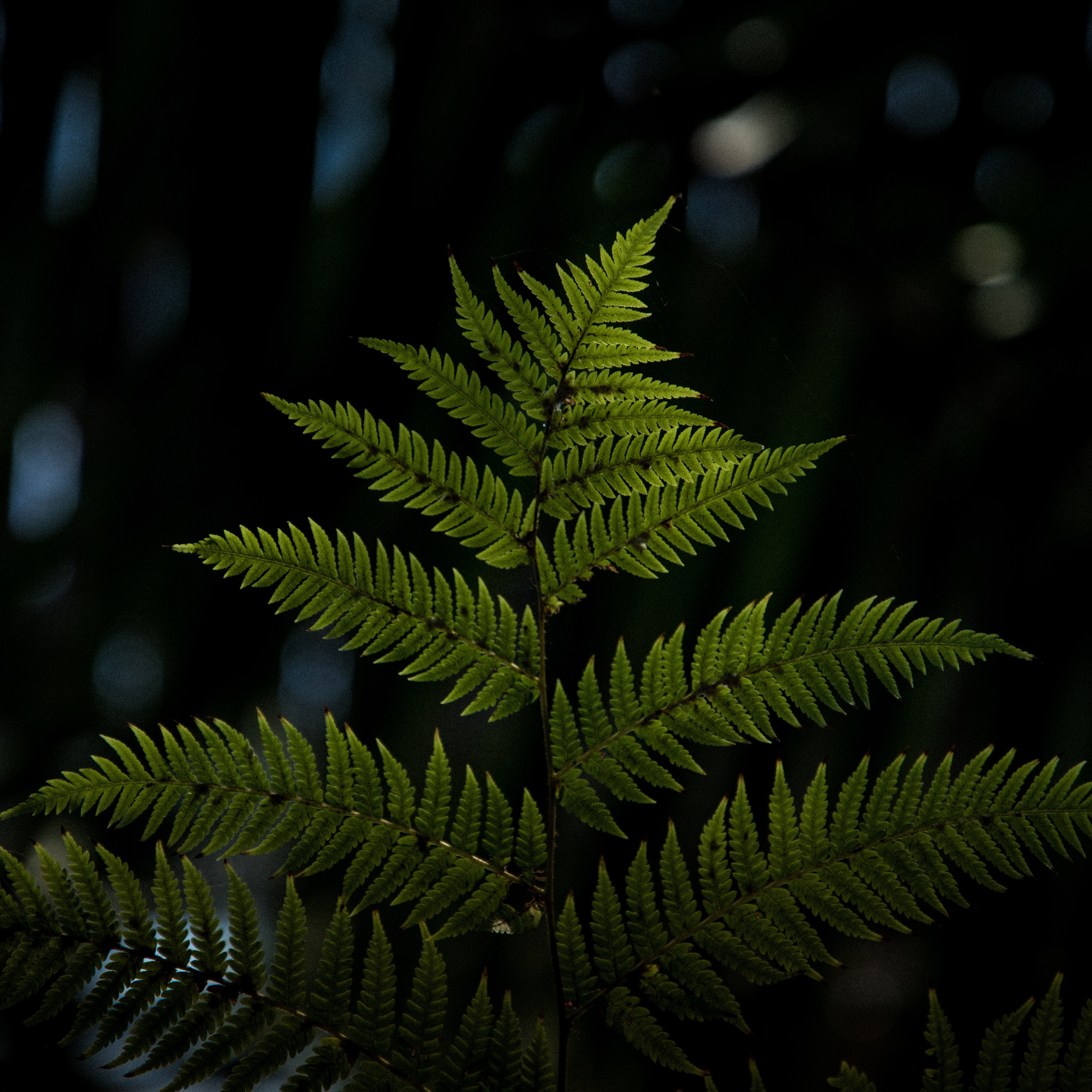 1080p pic macro, leaf, blur, plant