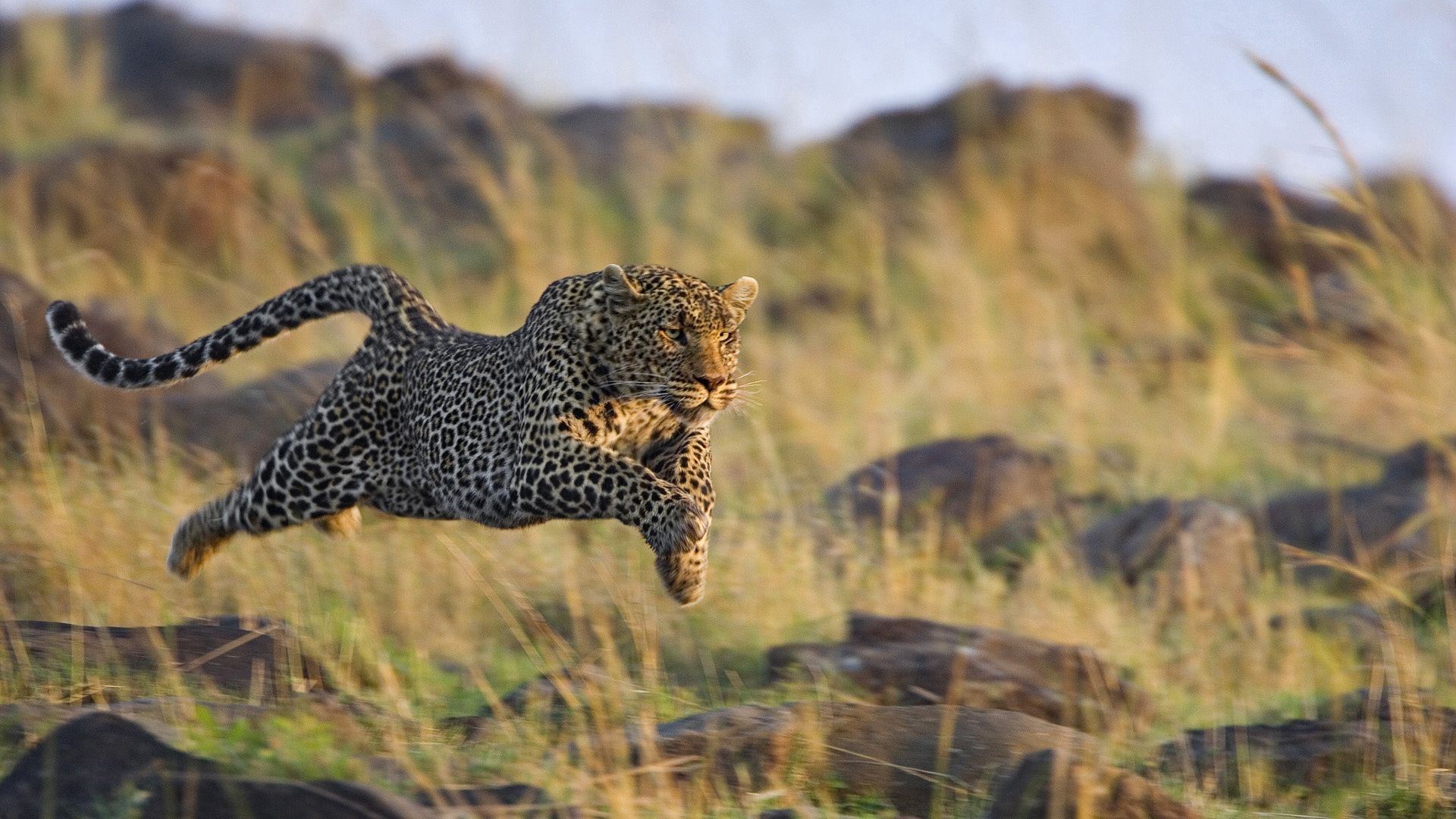 72348 Bild herunterladen tiere, grass, leopard, prallen, springen, jagd, ausführen, weglaufen - Hintergrundbilder und Bildschirmschoner kostenlos