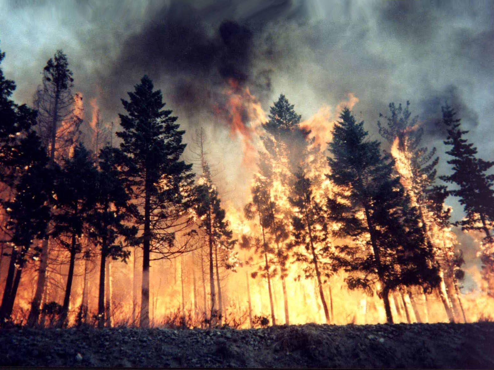 89347壁紙のダウンロード自然, 木, 火災, 森林, 森, 要素, 素子, 火事, 火-スクリーンセーバーと写真を無料で