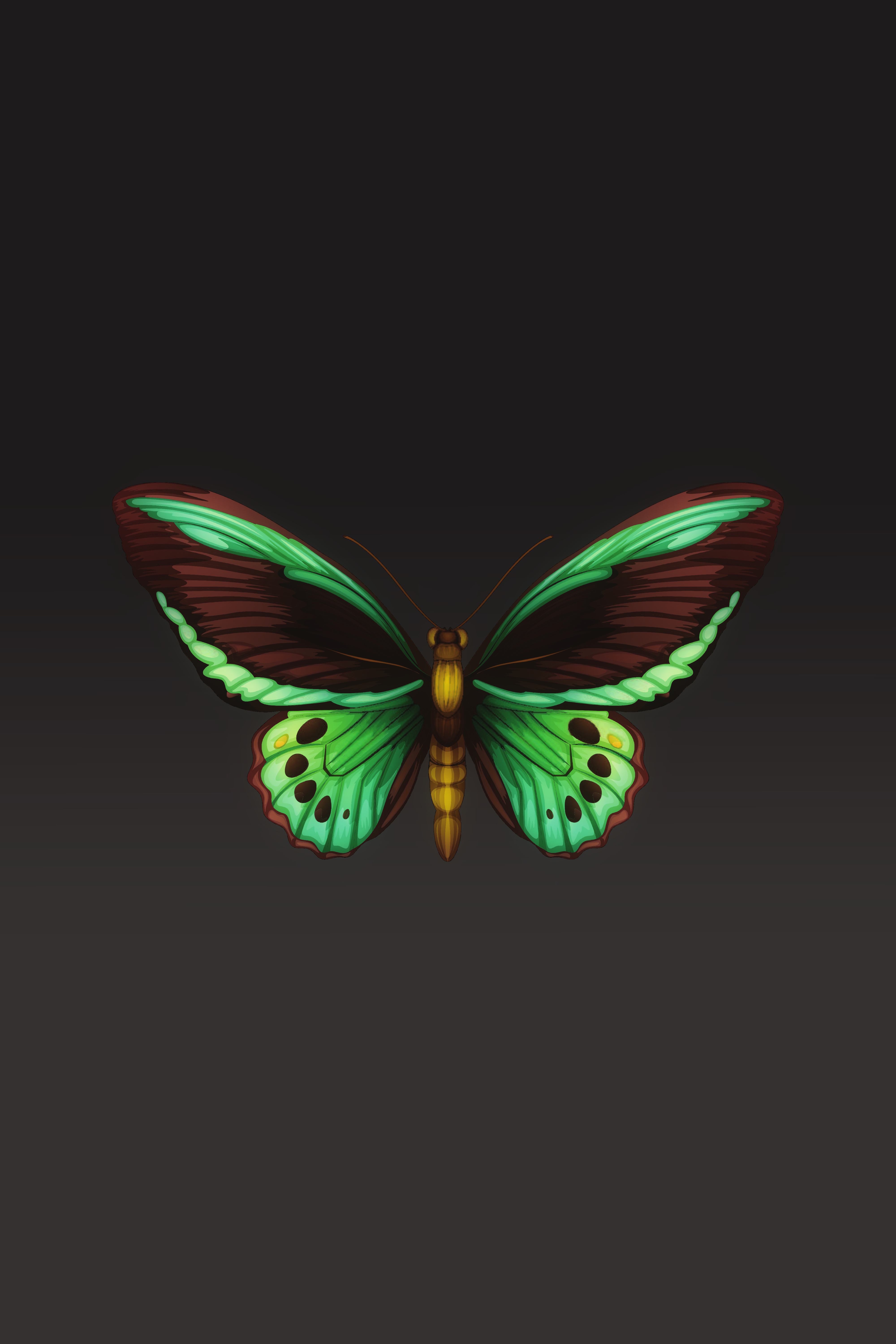 124882 скачать обои насекомое, узоры, минимализм, бабочка, крылья - заставки и картинки бесплатно
