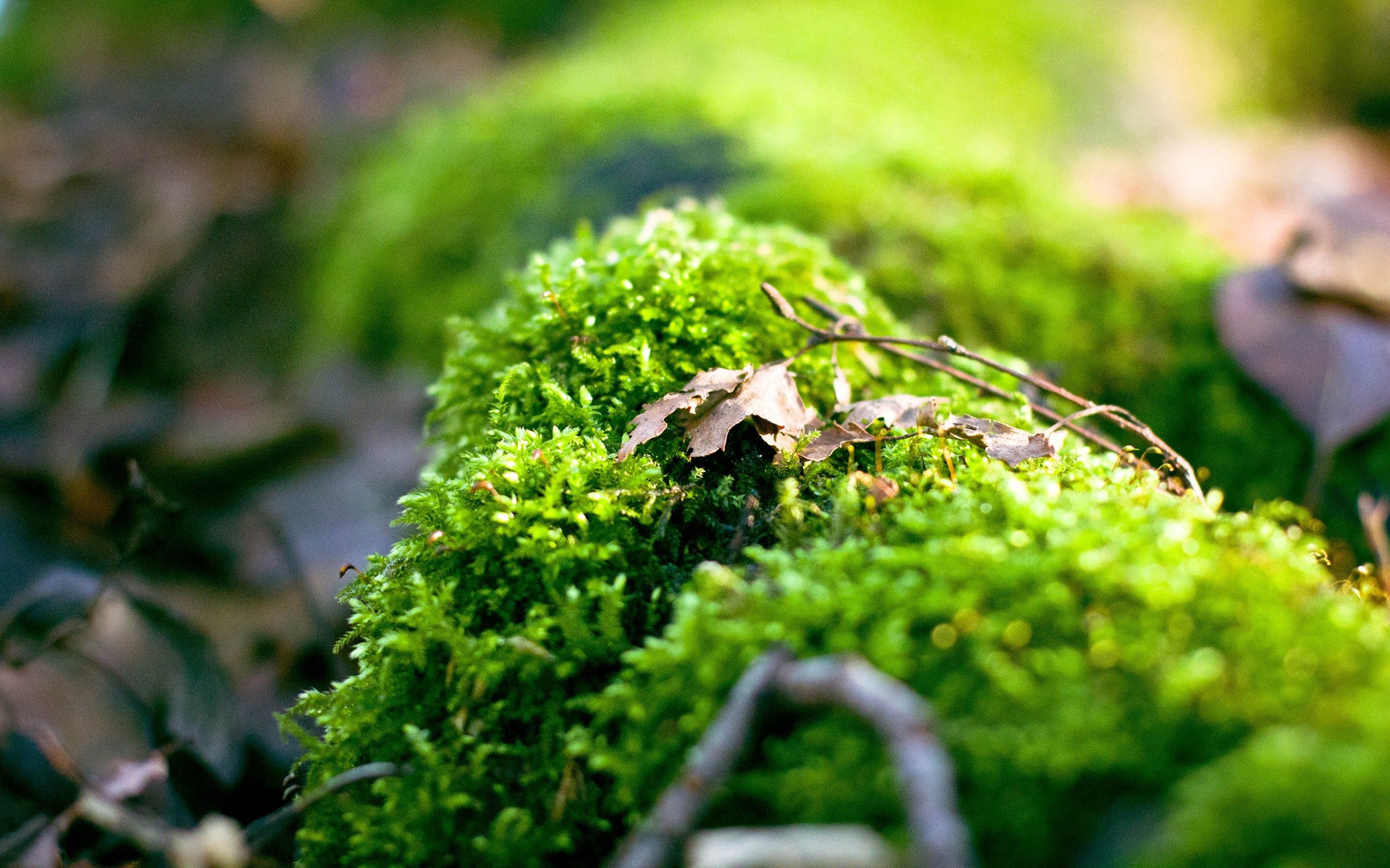 background, plant, macro, shine, light, moss