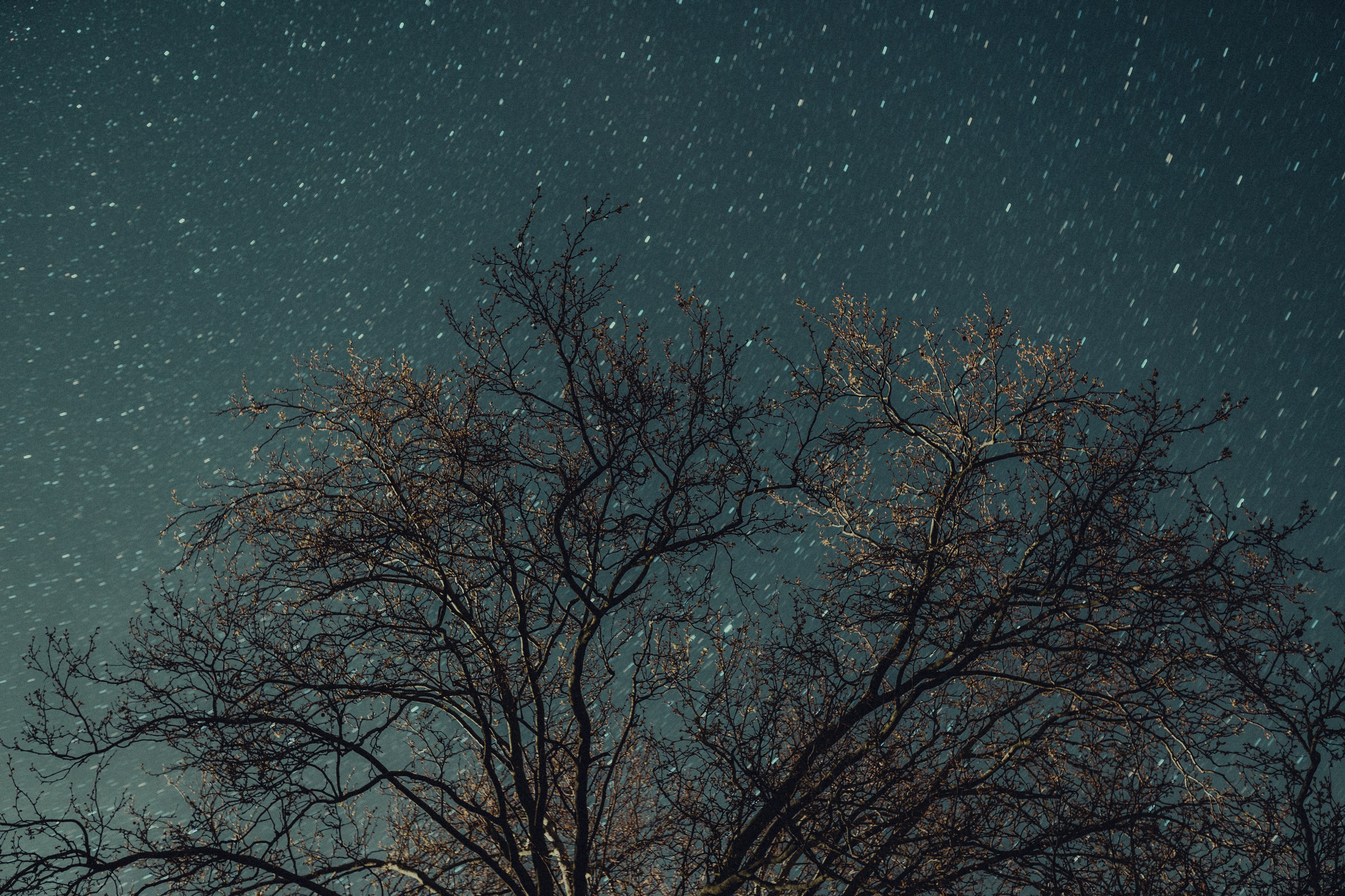 Download mobile wallpaper Stars, Nature, Night, Wood, Tree, Starry Sky for free.