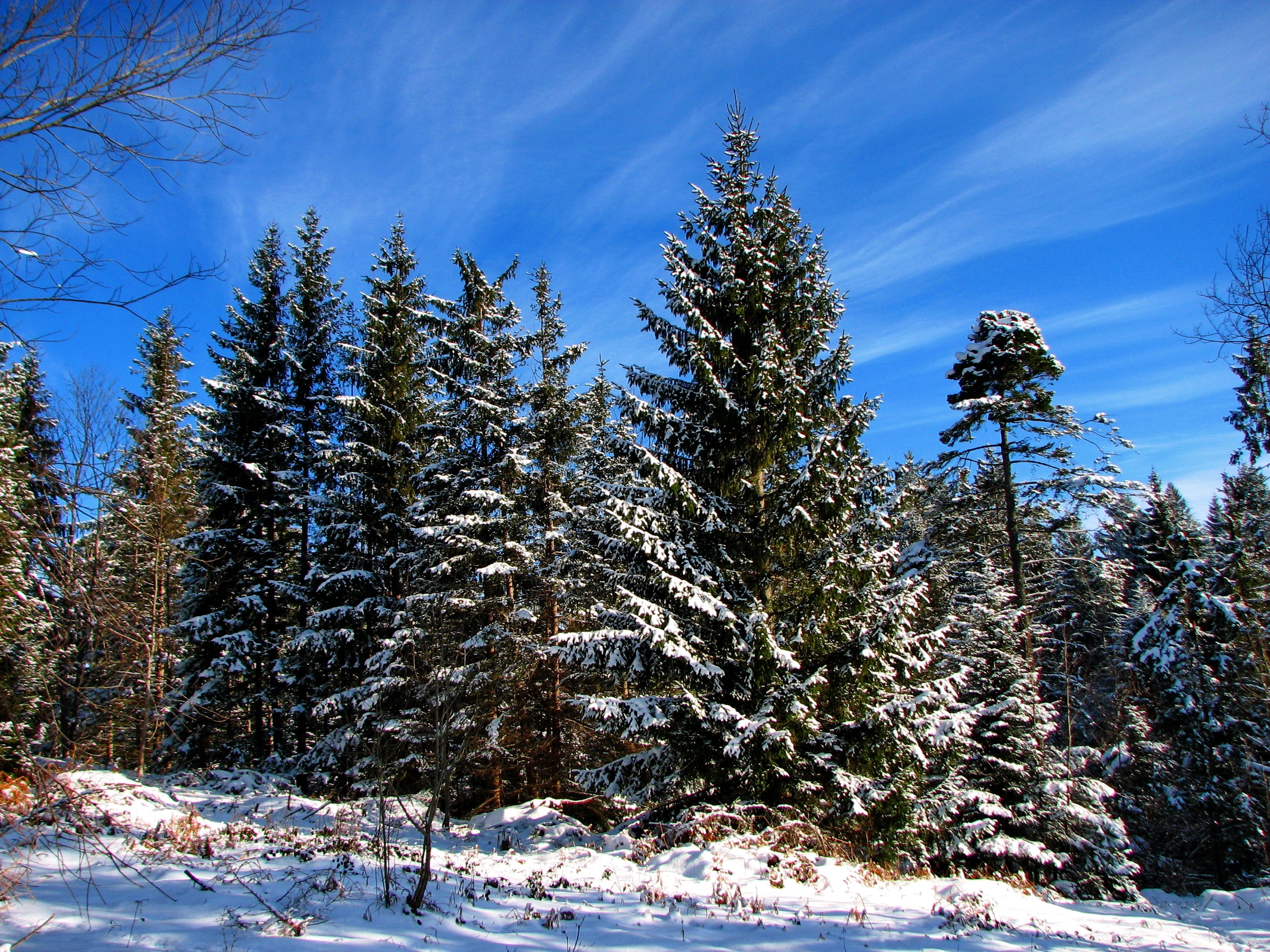 133105 завантажити шпалери зима, природа, дерева, небо, хмари, сніг, розлучення, синій, тіні, їли, легкість, легкістю, блакитне - заставки і картинки безкоштовно