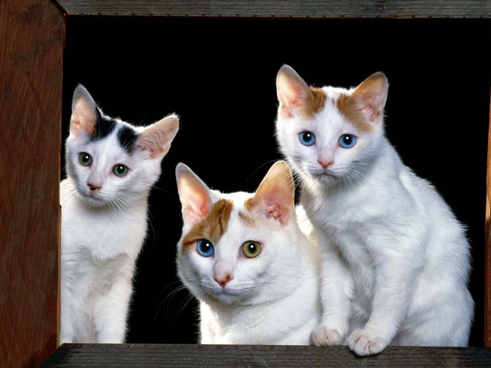 73692 Hintergrundbilder und Katzen Bilder auf dem Desktop. Laden Sie katzen, tiere, sitzen, kätzchen, schnauze, fensterbrett, fensterbank Bildschirmschoner kostenlos auf den PC herunter