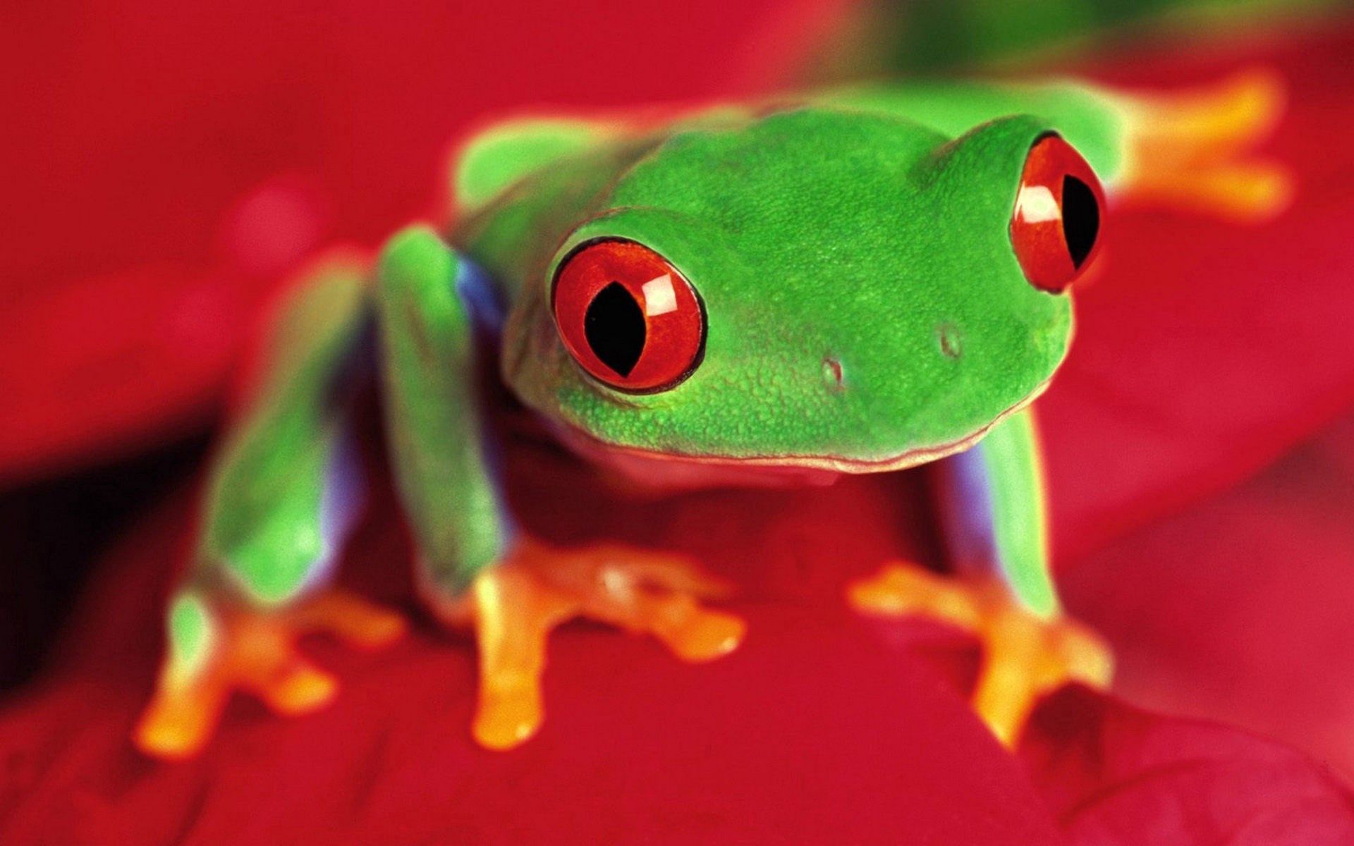Laden Sie das Farbe, Tiere, Hell, Augen, Frosch-Bild kostenlos auf Ihren PC-Desktop herunter