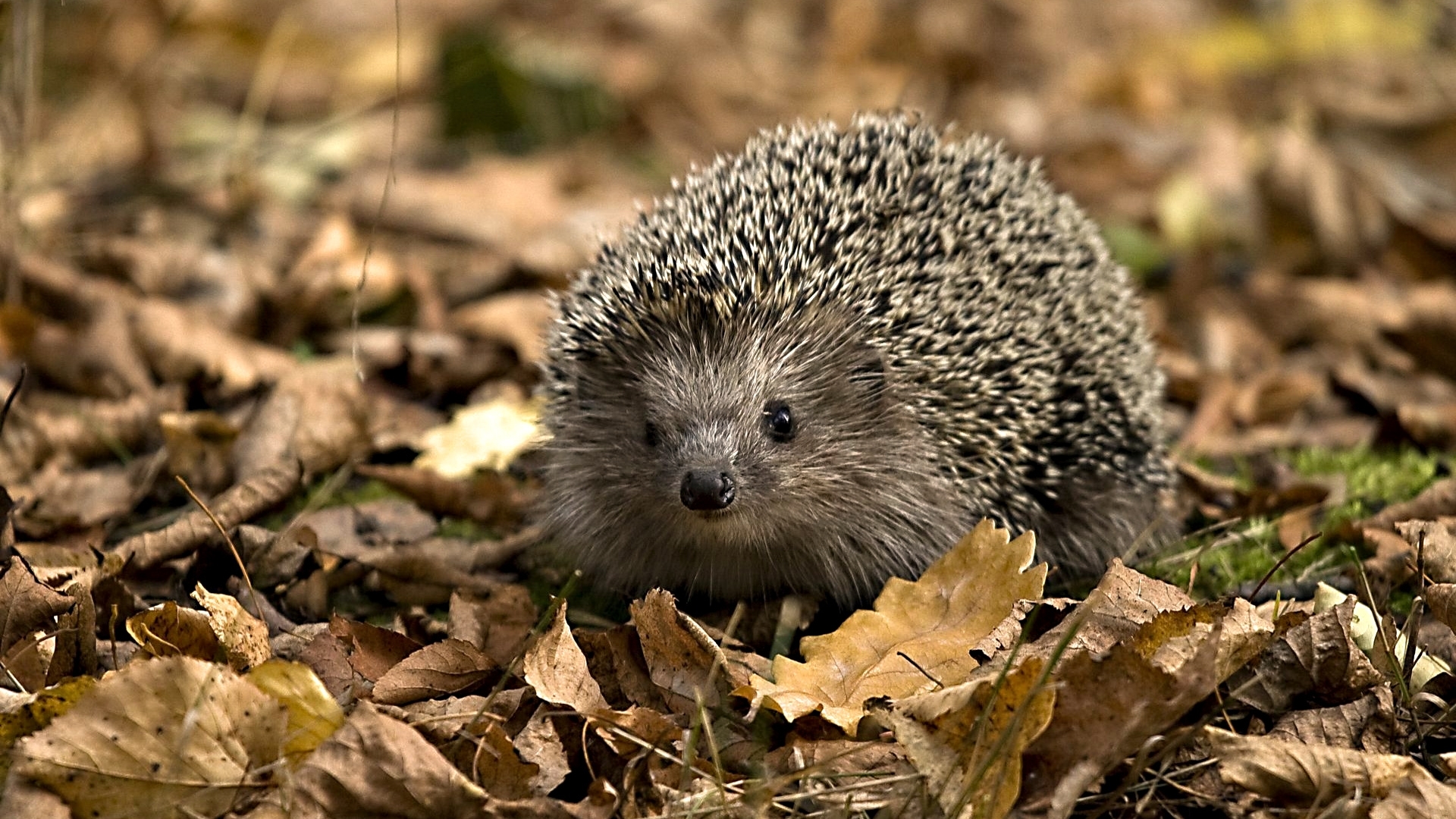 47821 download wallpaper animals, hedgehogs, orange screensavers and pictures for free