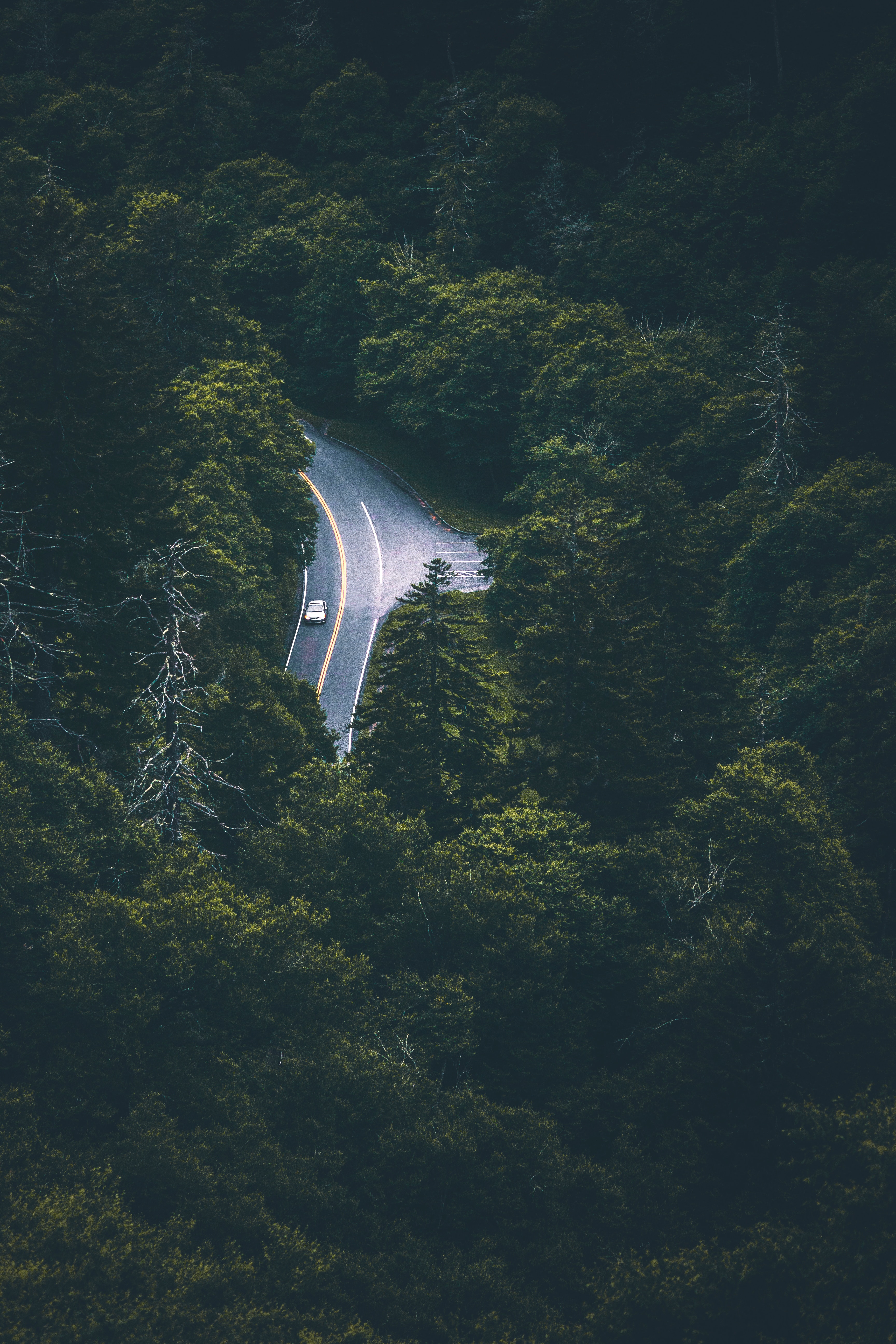 vertical wallpaper road, nature, trees, view from above, car, traffic, movement