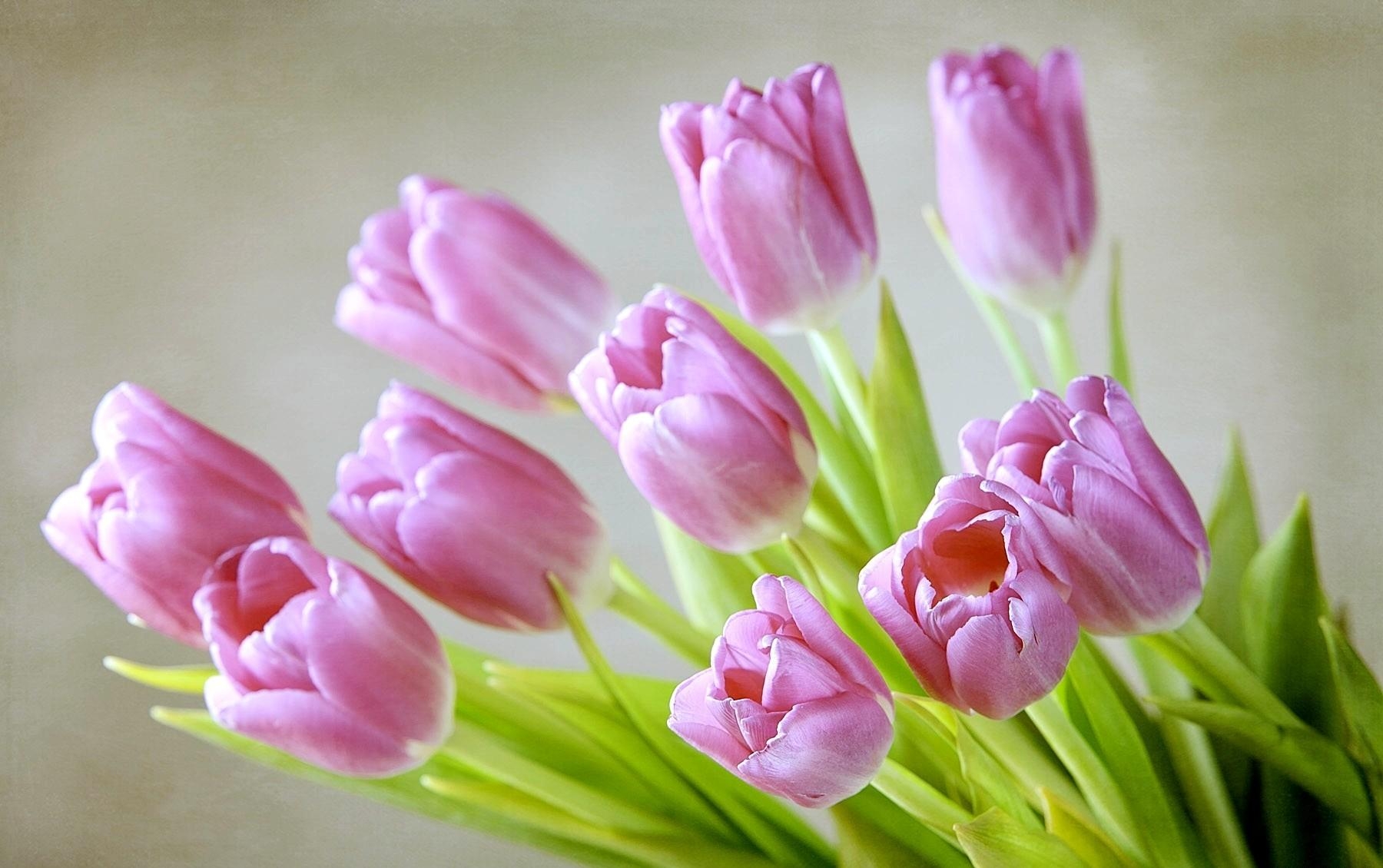 flowers, tulips, bouquet, spring Full HD