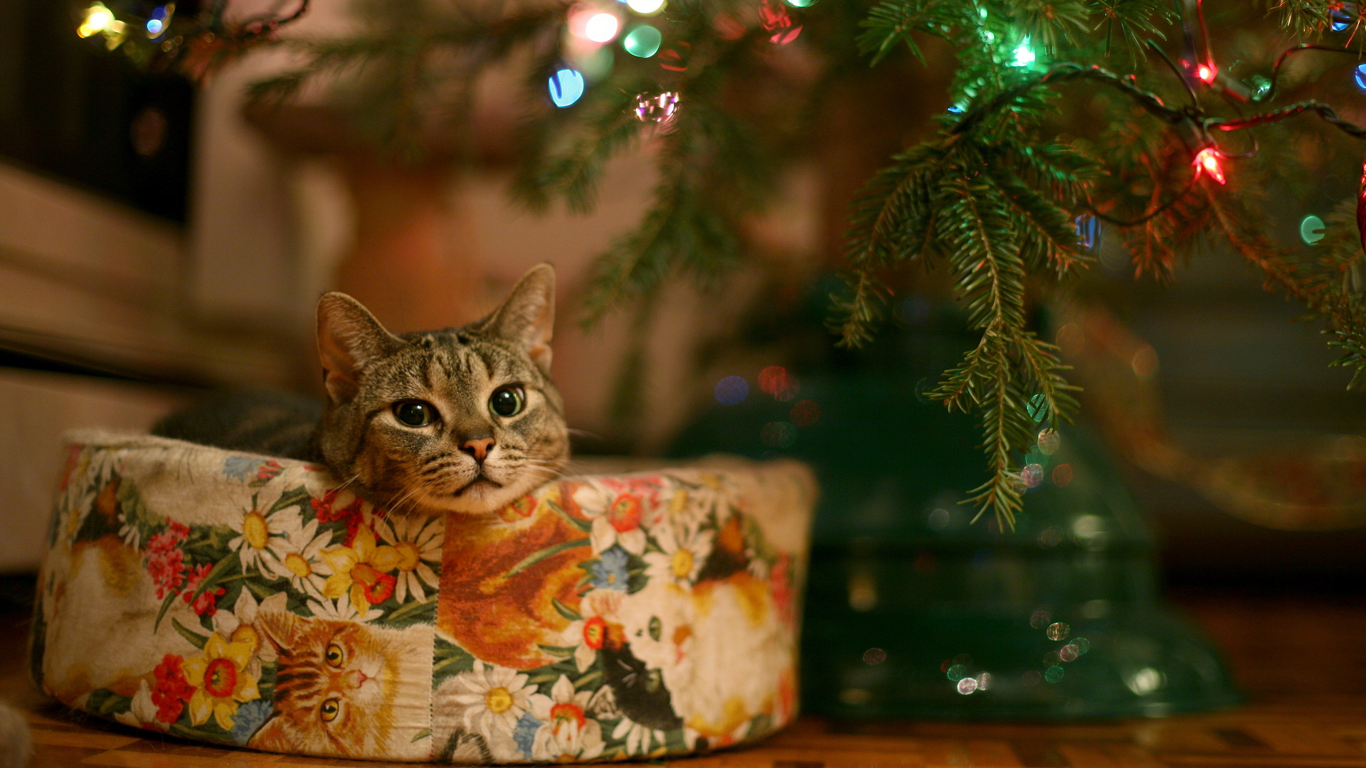 HD wallpaper light, christmas, christmas lights, holiday, cat