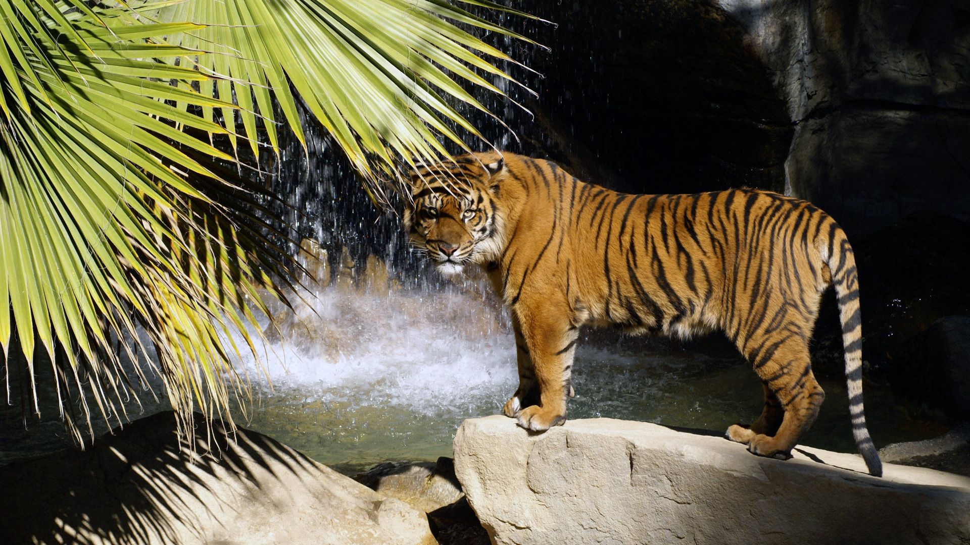 99351 скачать обои водопад, животные, дерево, тигр, камень, стоять - заставки и картинки бесплатно