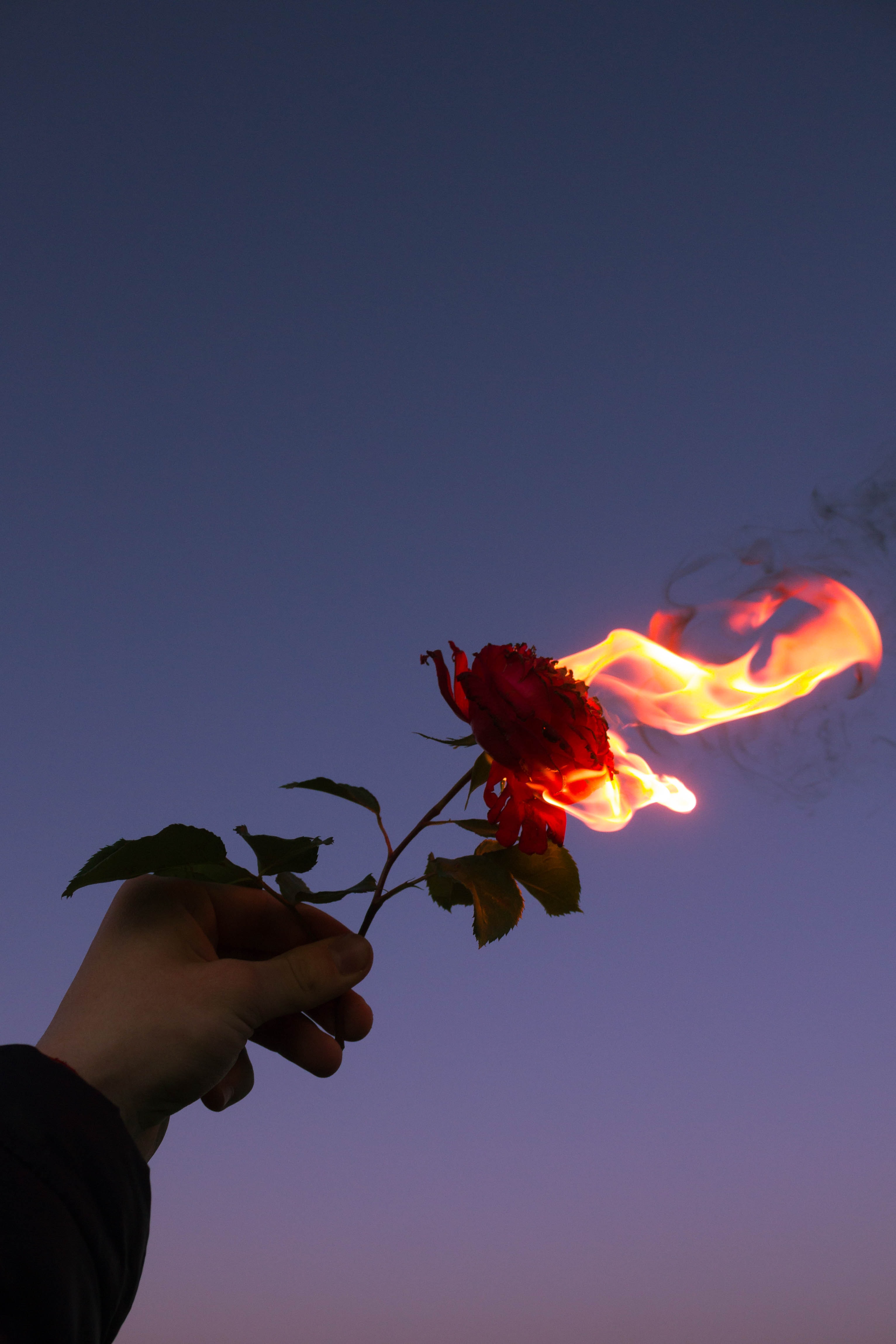 Téléchargez des papiers peints mobile Flamme, Fleur, Feu, Rose, Main, Divers, Une Rose gratuitement.
