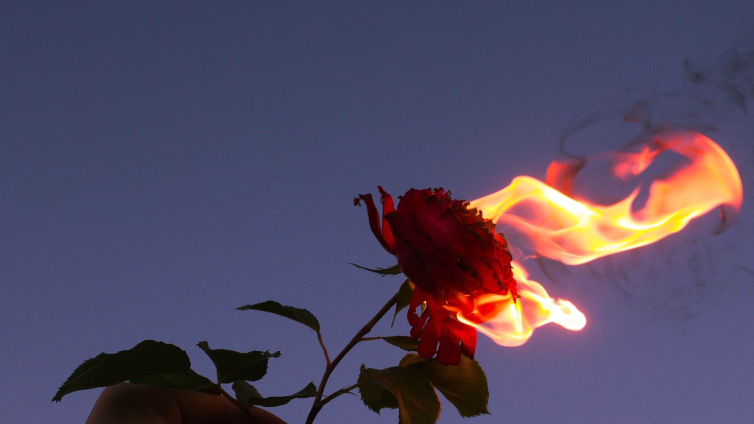 Огненный цветок в темноте