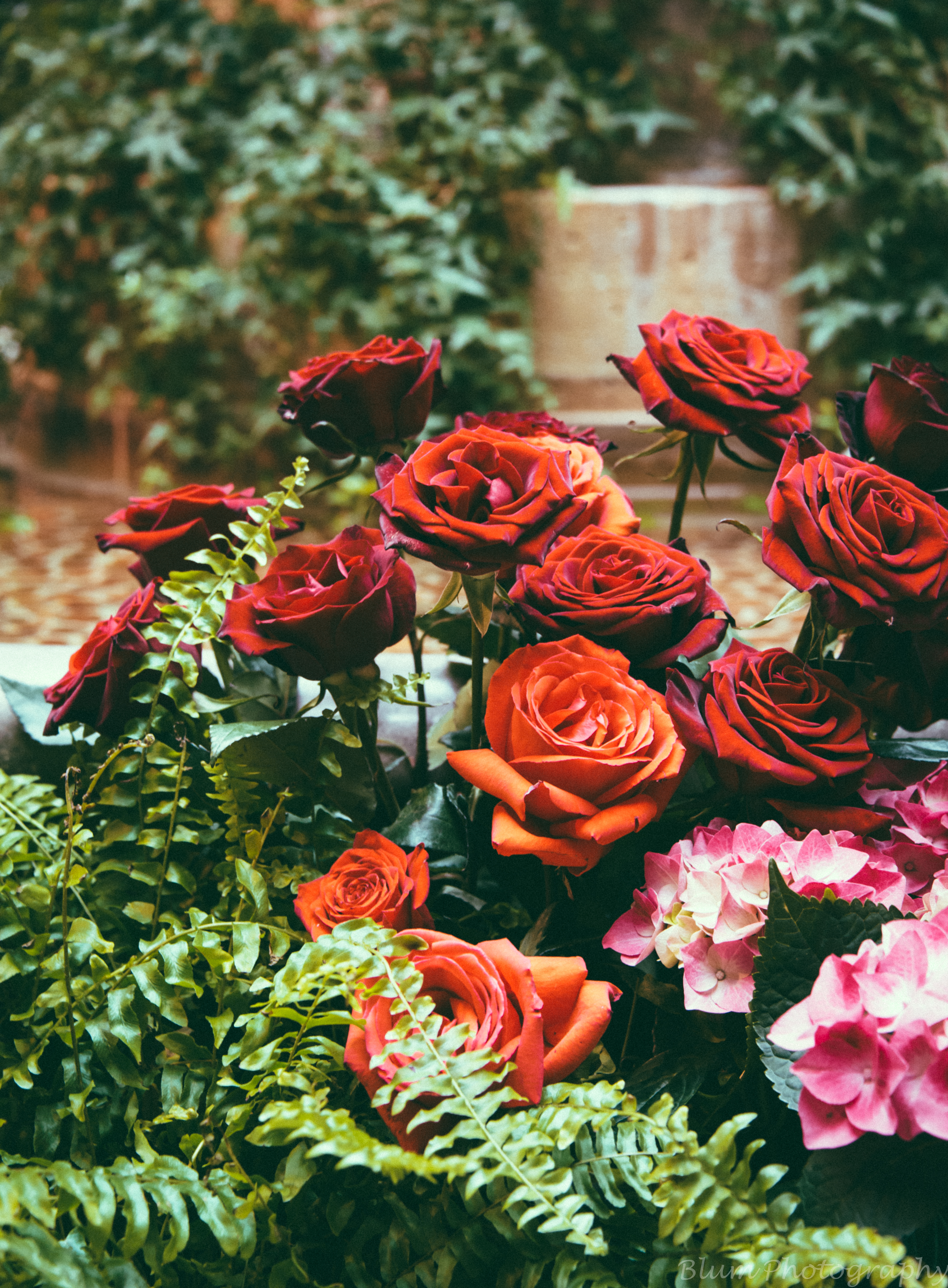 flowerbed, flowers, roses, red, bloom, flowering, flower bed, hydrangeas