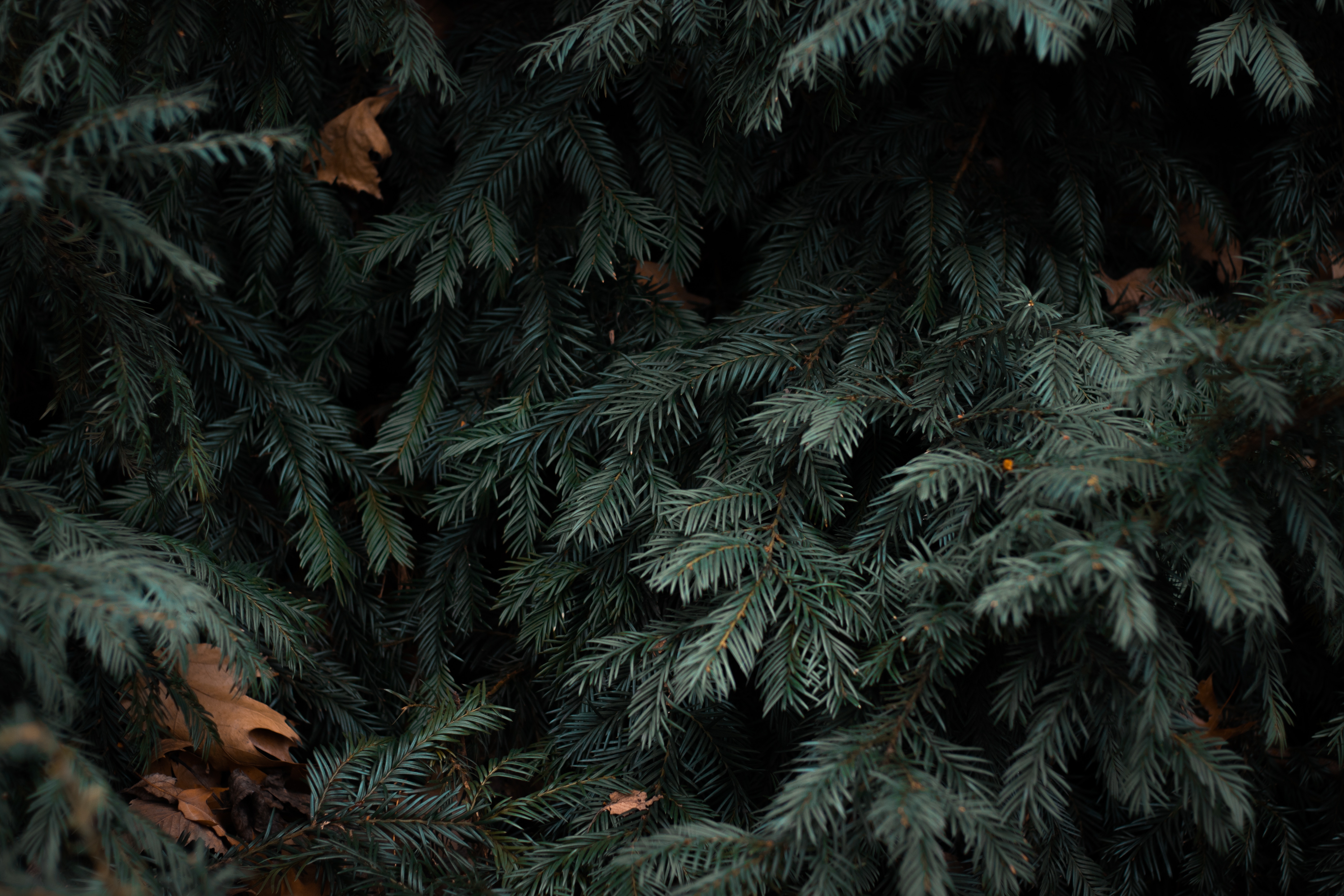 61663 download wallpaper nature, needle, green, branches, spruce, fir, needles screensavers and pictures for free