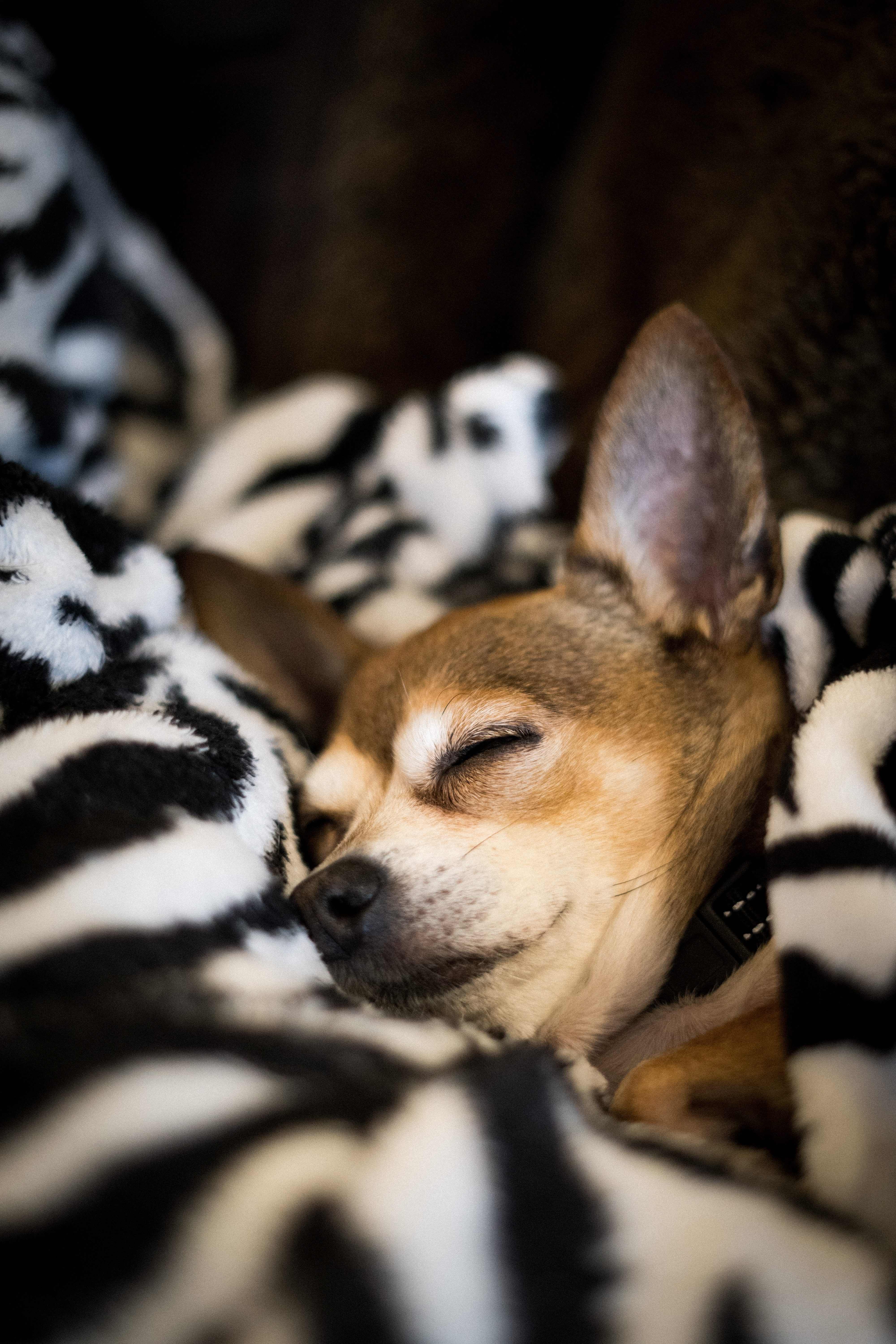 Laden Sie das Tiere, Hund, Haustier, Traum, Schlafen, Eine Decke, Decke, Chihuahua-Bild kostenlos auf Ihren PC-Desktop herunter