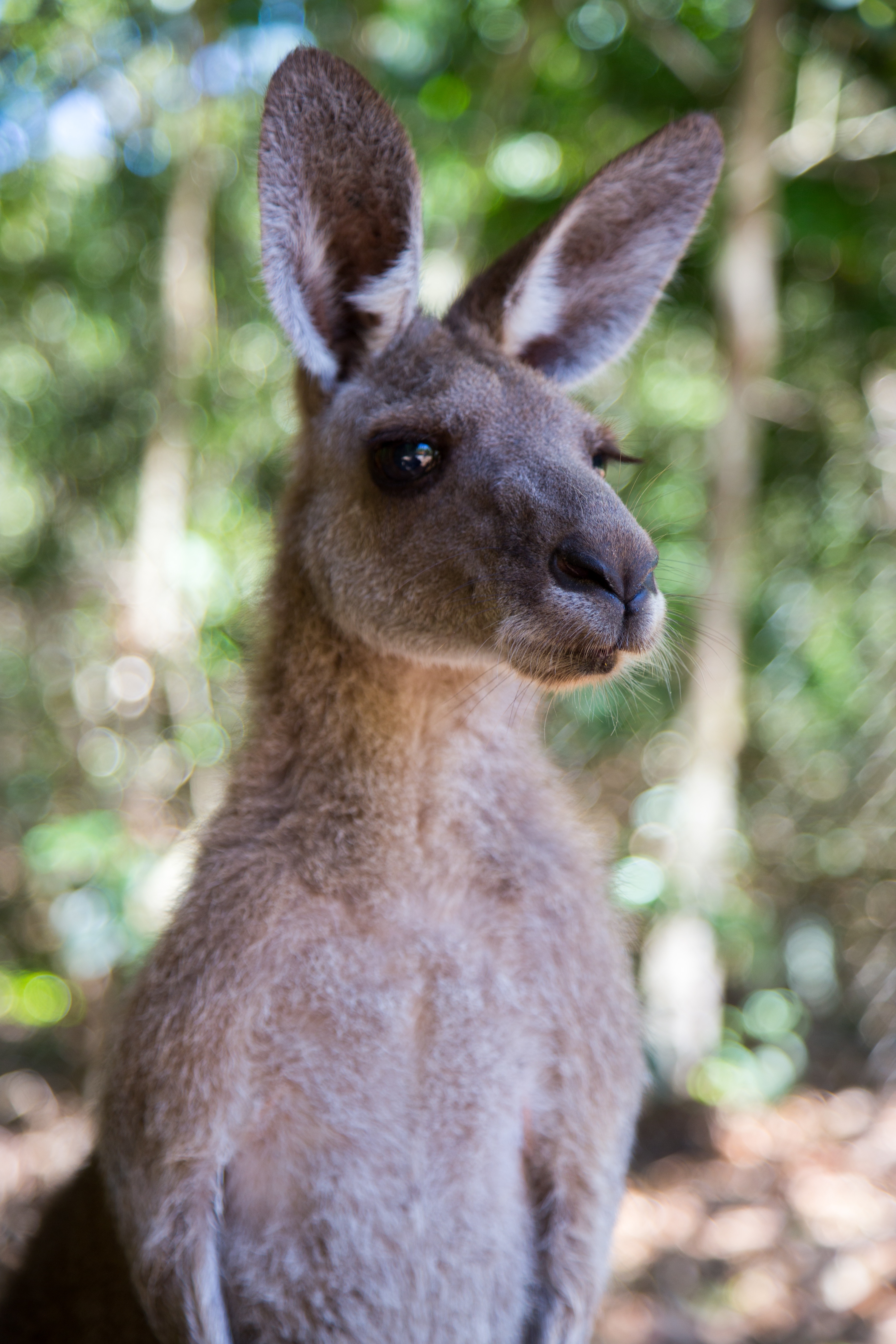 Handy-Wallpaper Tiere, Kangaroo, Unschärfe, Glatt, Wilde Natur, Wildlife, Ohren kostenlos herunterladen.