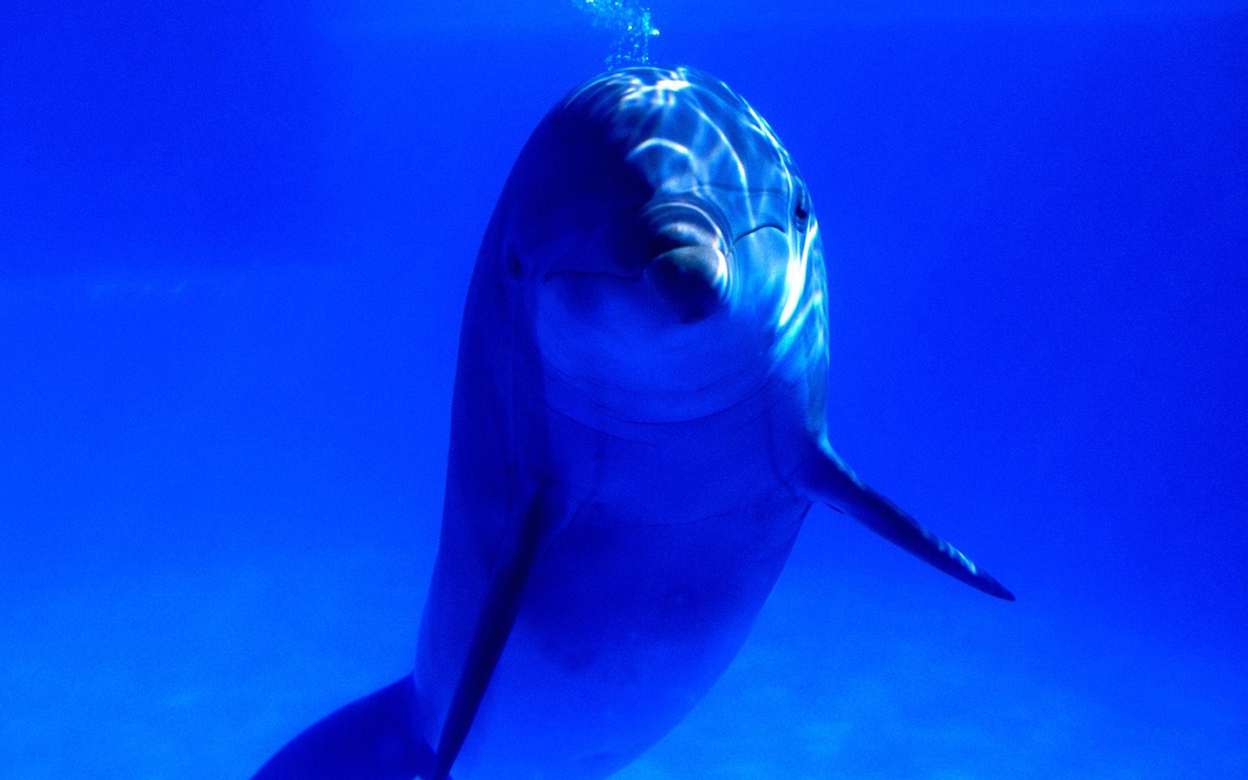23703 Bild herunterladen tiere, delfine, sea, blau - Hintergrundbilder und Bildschirmschoner kostenlos