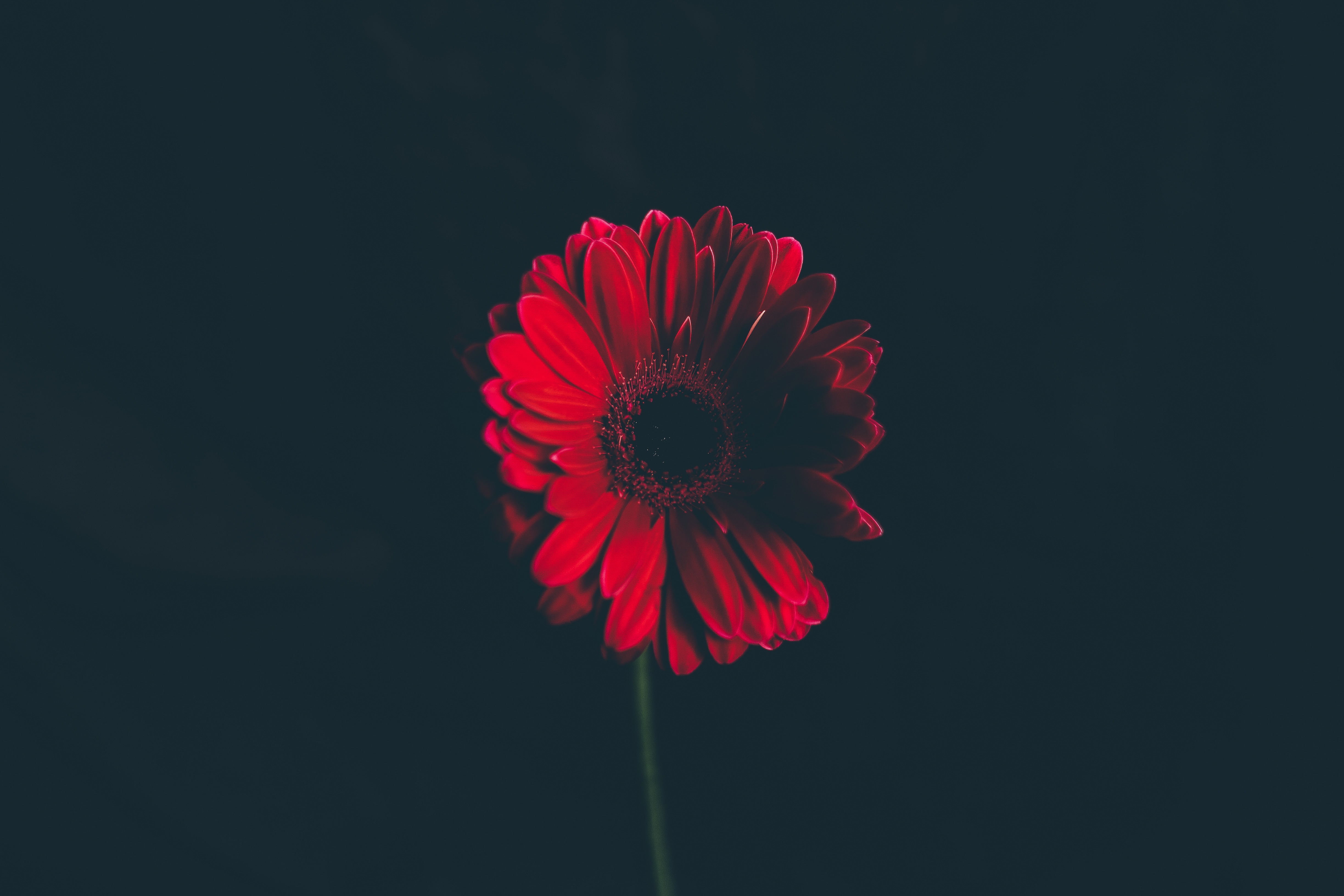 stalk, flower, black background, flowers, bud, red, stem Full HD